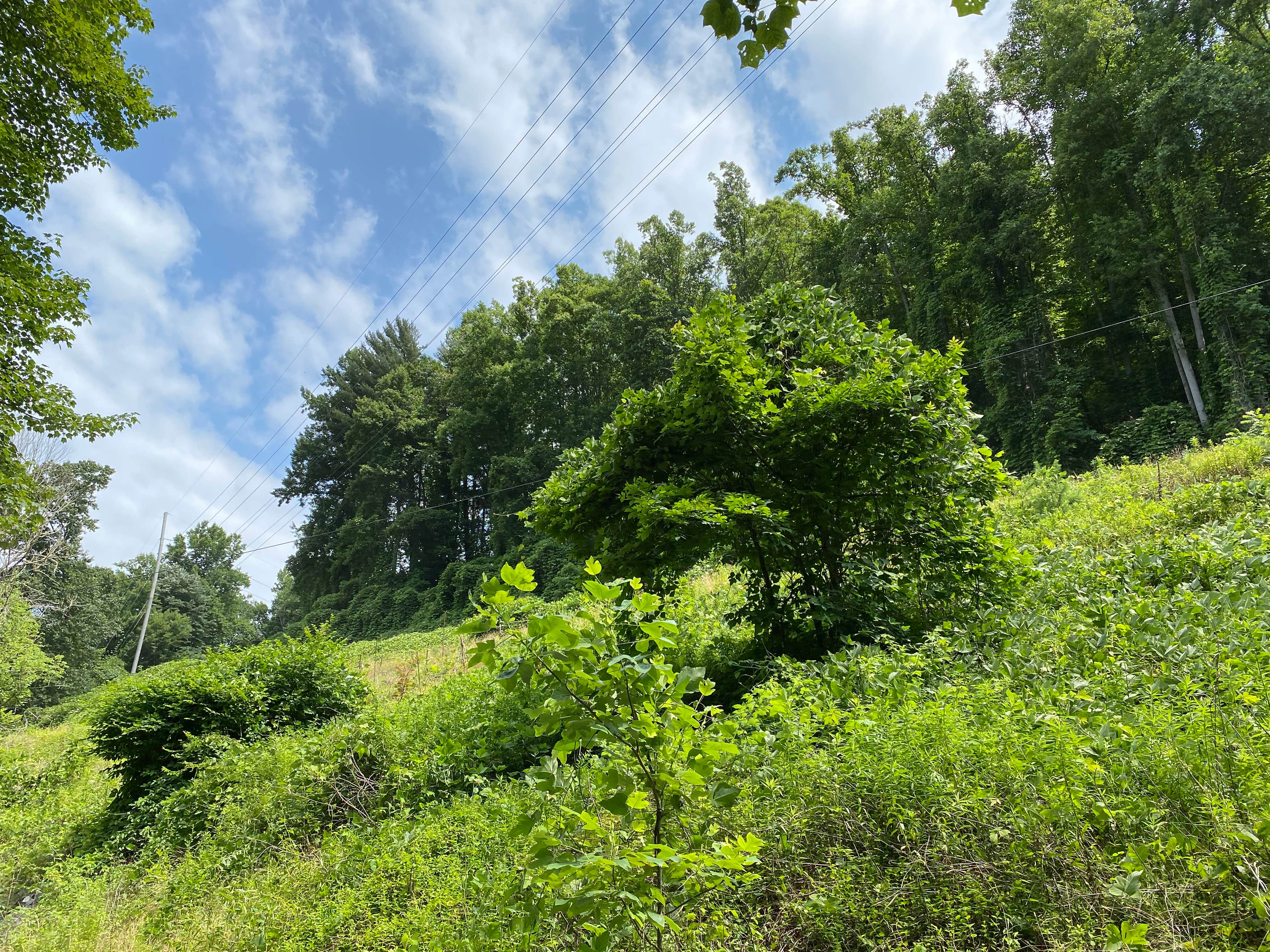Camper-submitted photo at Trout Creek Campground near Highlands, NC