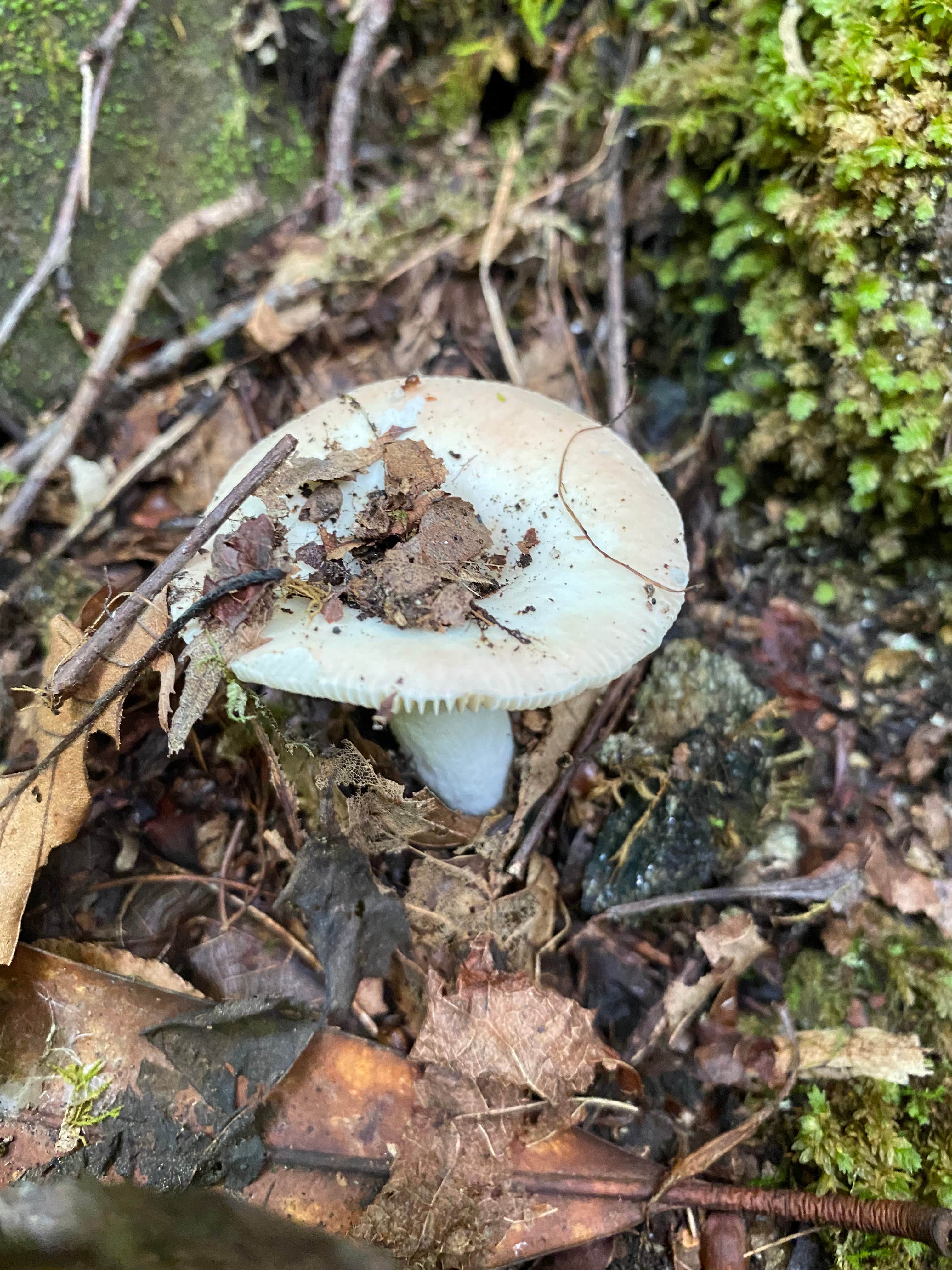 Camper-submitted photo at Trout Creek Campground near Highlands, NC