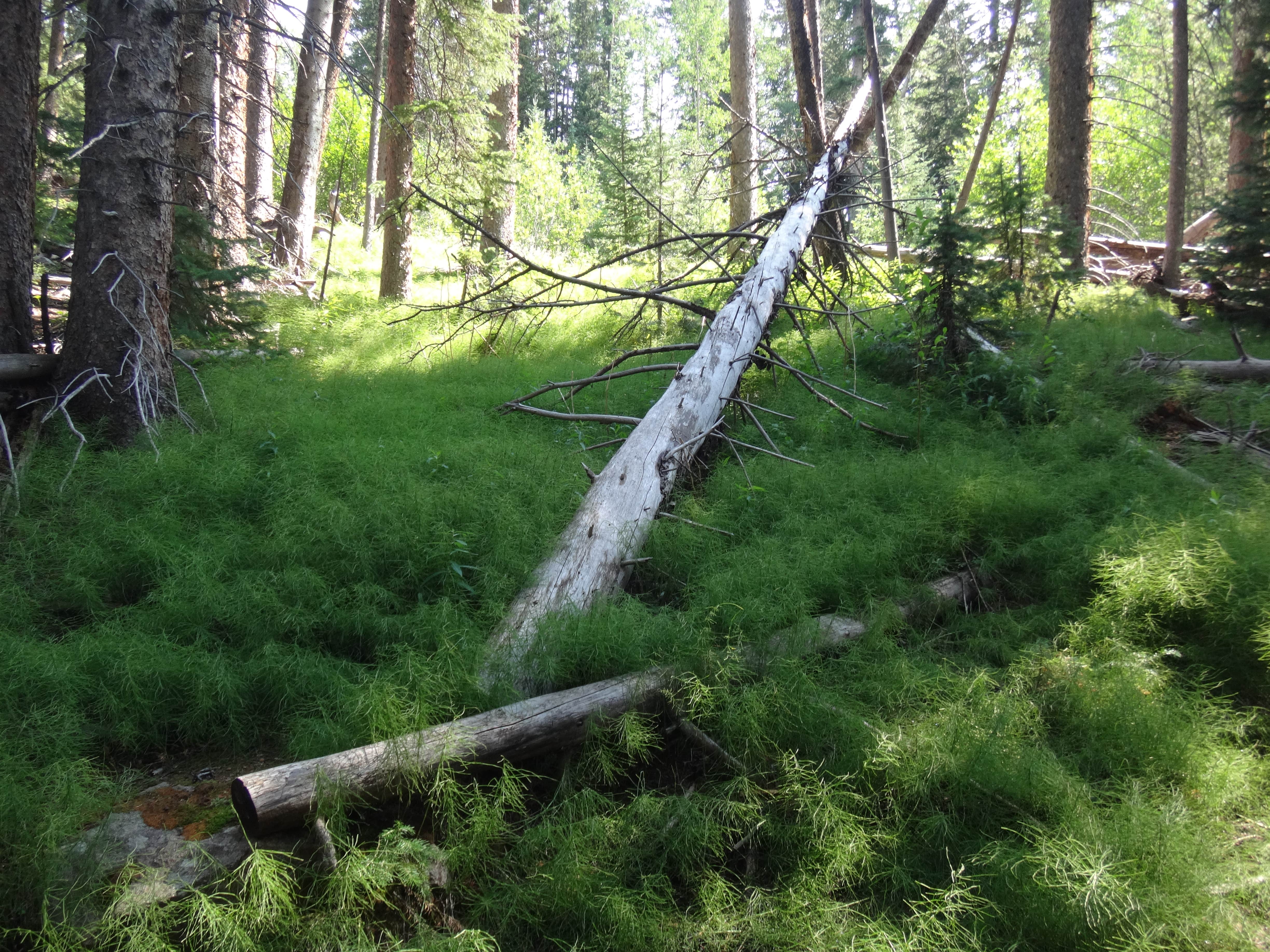 Camper submitted image from Horn Fork Basin Dispersed Camping - 2