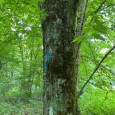 Review photo of Siler Bald Trail Shelter  TR 373 by Asher K., October 1, 2022