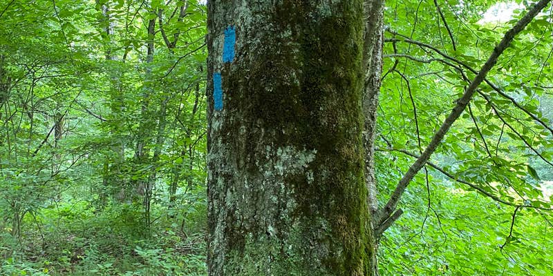 Camper submitted image from Siler Bald Trail Shelter TR 373