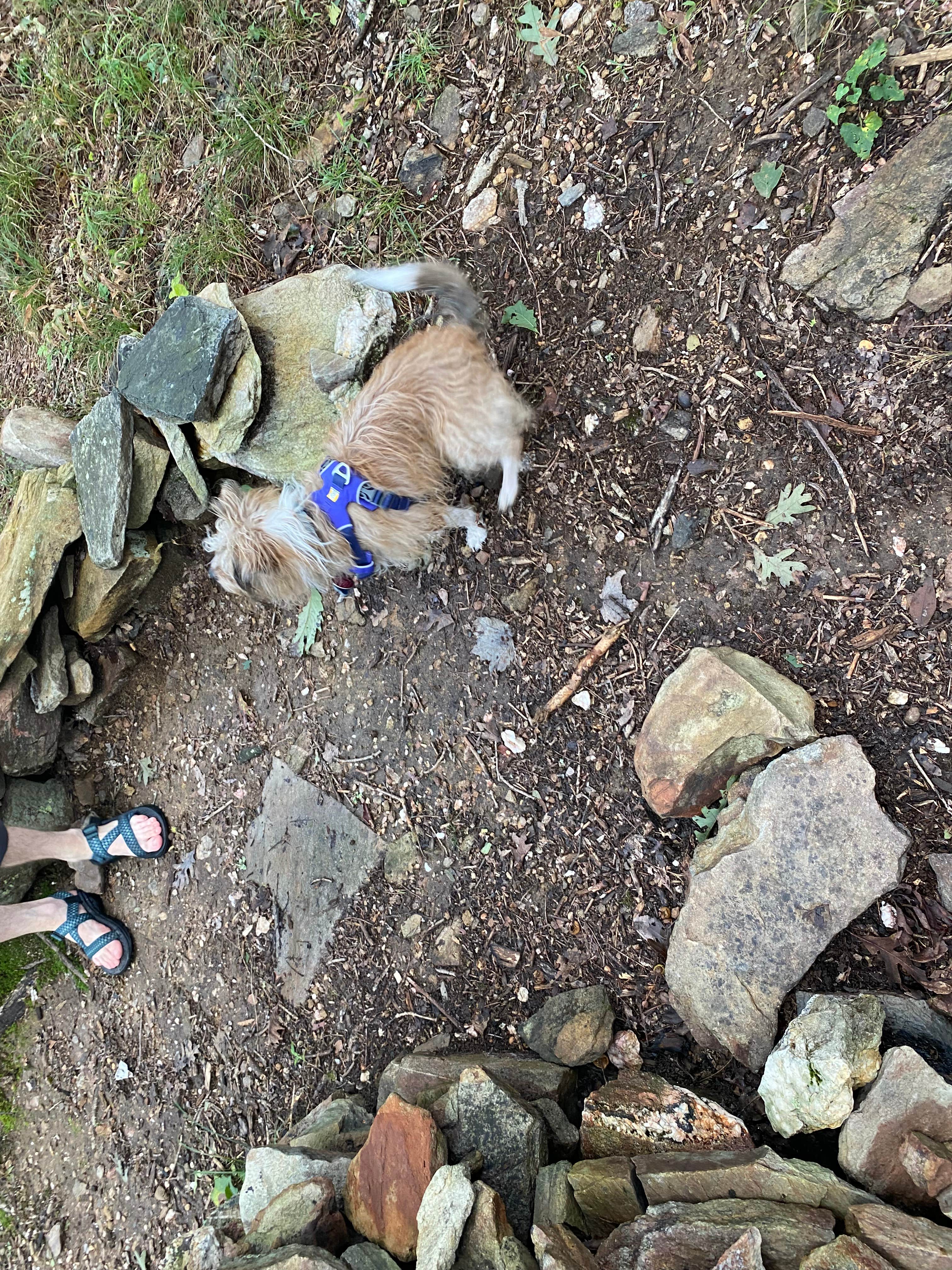Asher K.'s photo of camping with pets at Pinhoti Trail Backcountry Campground — Cheaha State Park near Munford, AL