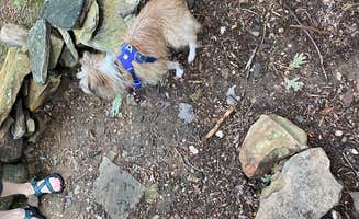 Asher K.'s photo of camping with pets at Pinhoti Trail Backcountry Campground — Cheaha State Park near Jacksonville, AL