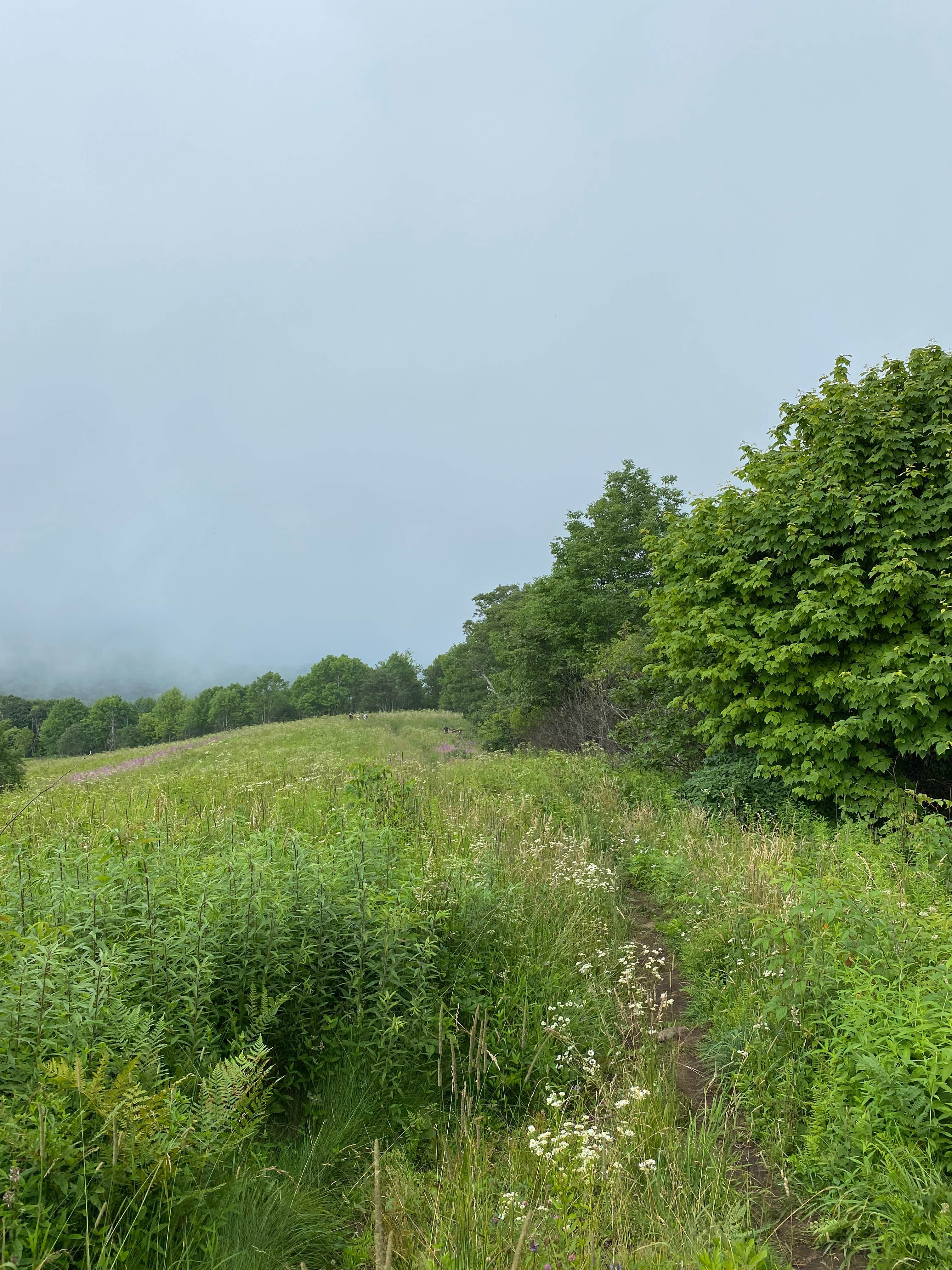 Camper-submitted photo at Siler Bald near Nantahala National Forest