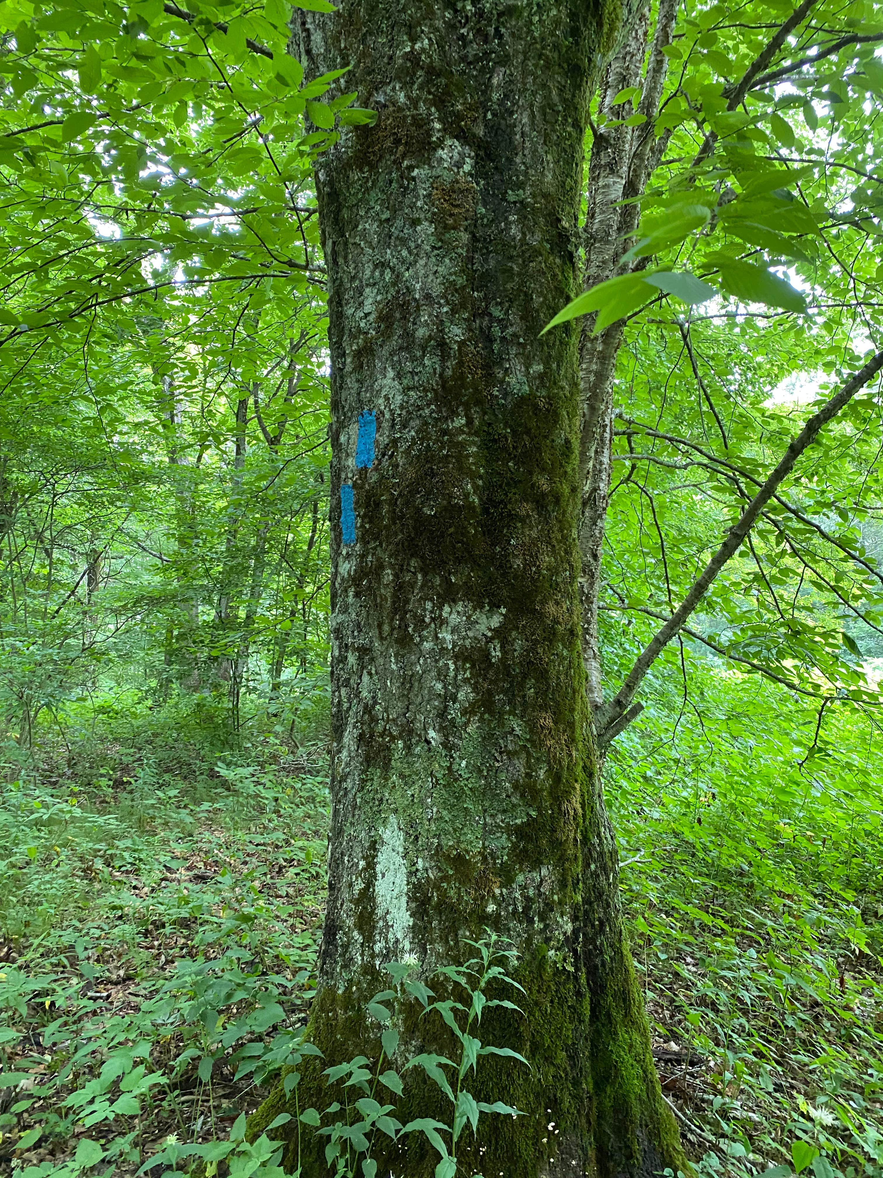 Camper-submitted photo at Siler Bald near Nantahala National Forest