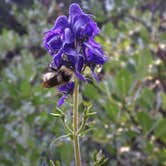 Review photo of Horn Fork Basin Dispersed Camping by Tommie J., September 4, 2018