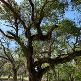 Review photo of Fontainebleau State Park Campground by Asher K., October 1, 2022