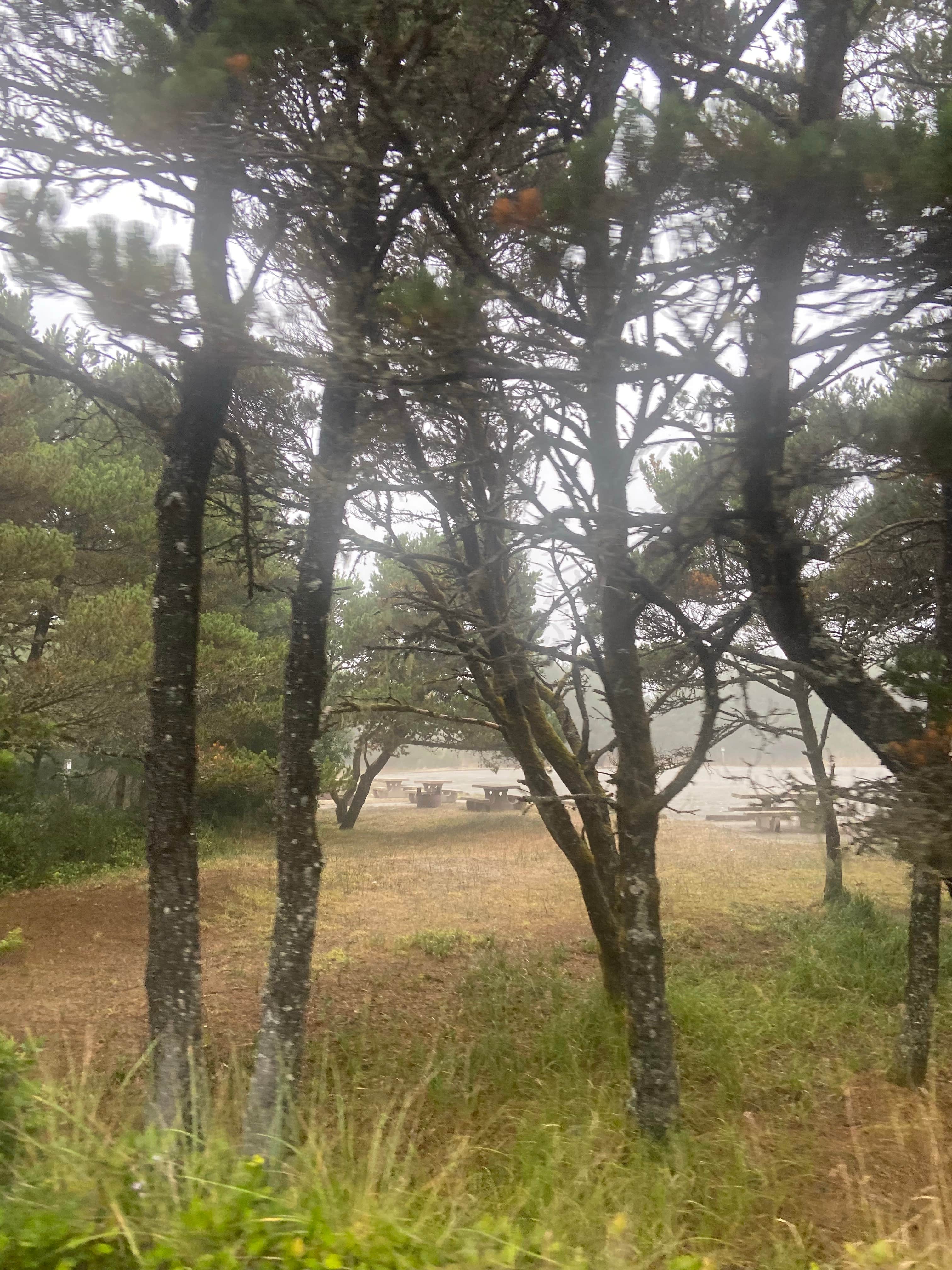 Camping near Siltcoos Sand Camping: Driftwood II OHV Campground, Florence, Oregon