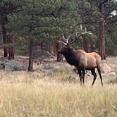 Review photo of Moraine Park Campground — Rocky Mountain National Park by Beth B., October 1, 2022