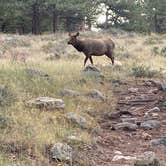 Review photo of Moraine Park Campground — Rocky Mountain National Park by Beth B., October 1, 2022