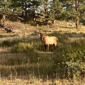 Review photo of Moraine Park Campground — Rocky Mountain National Park by Beth B., October 1, 2022