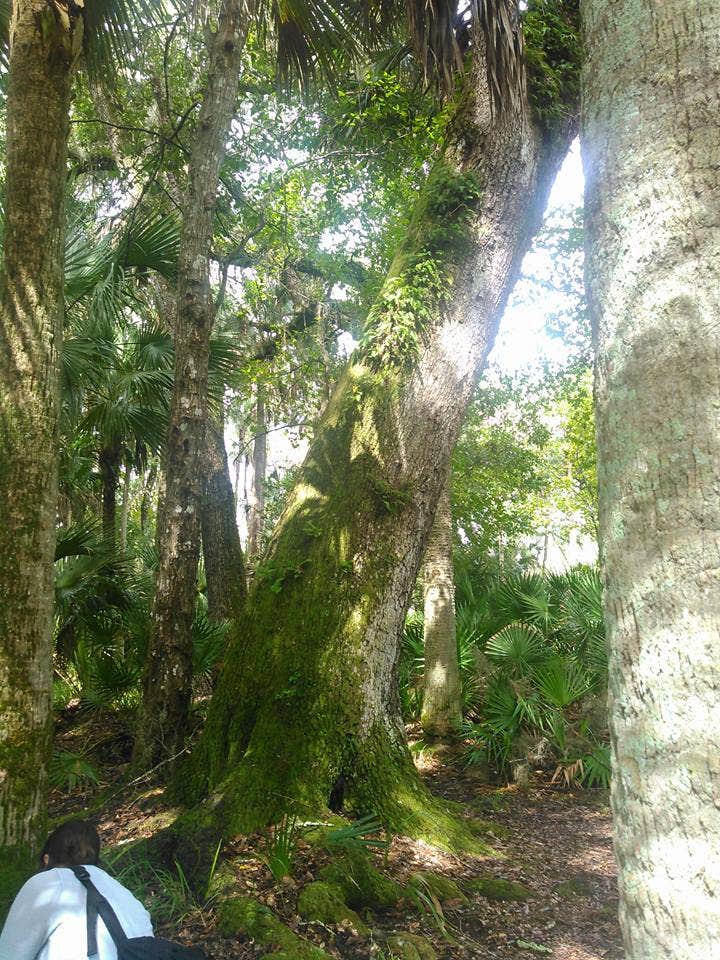 Ellen E.'s photo at Hontoon Island State Park Campground near Osteen, FL
