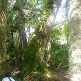 Review photo of Hontoon Island State Park Campground by Ellen E., August 5, 2016