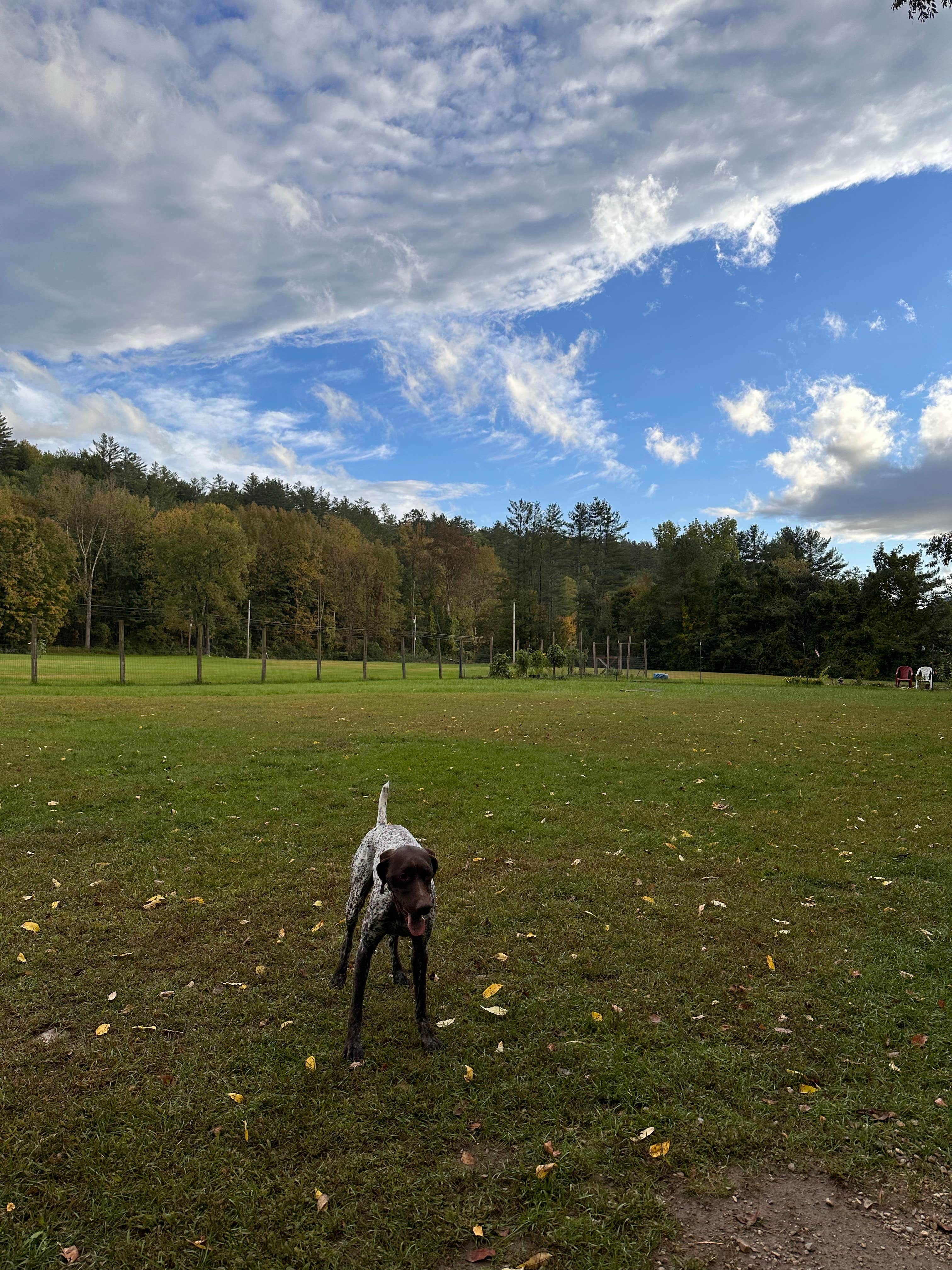 Katy Z.'s photo of camping with pets at Camping On The Battenkill near Wells, VT