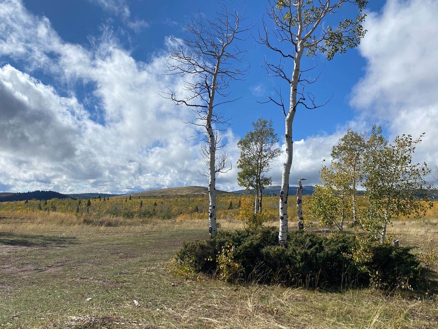Camper-submitted photo at Forest Service Road 217 Dispersed near Roosevelt, UT