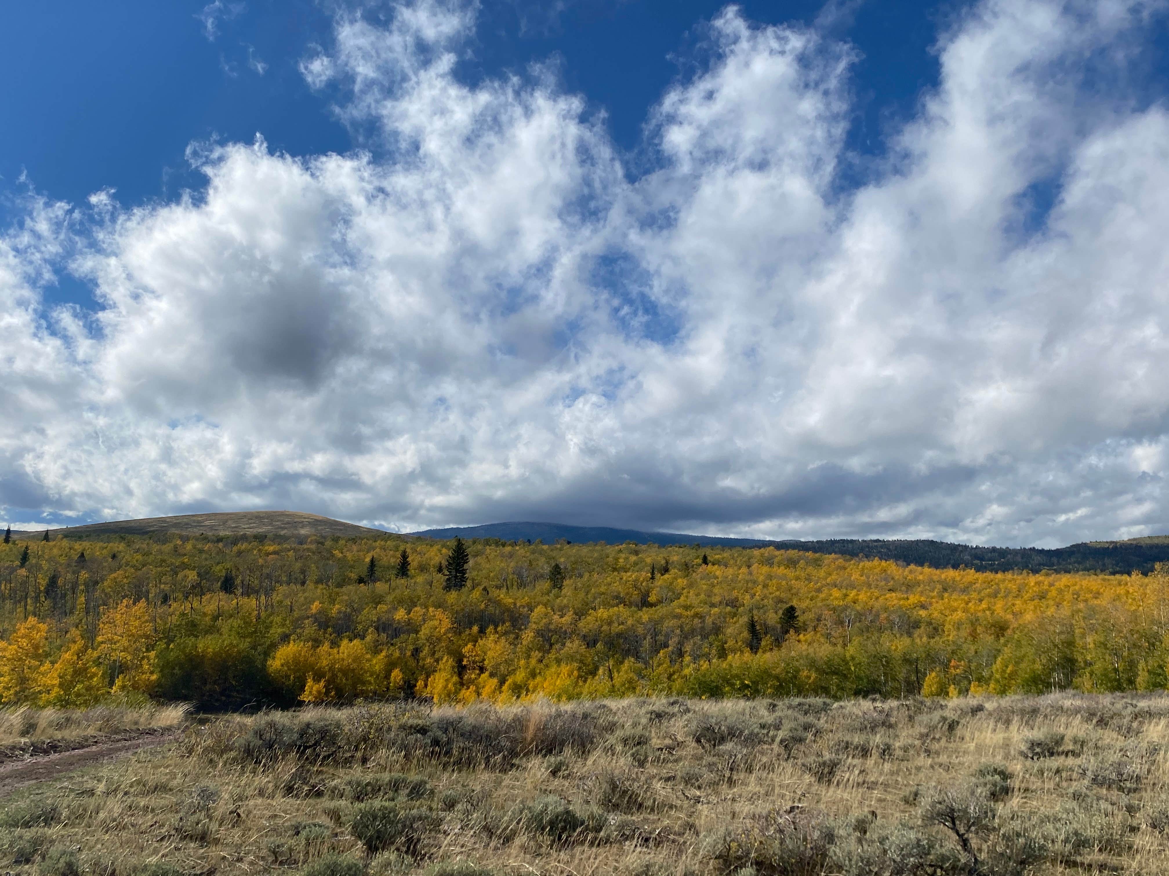 Rebecca S.'s photo of a dispersed camping area at Forest Service Road 217 Dispersed near Neola, UT