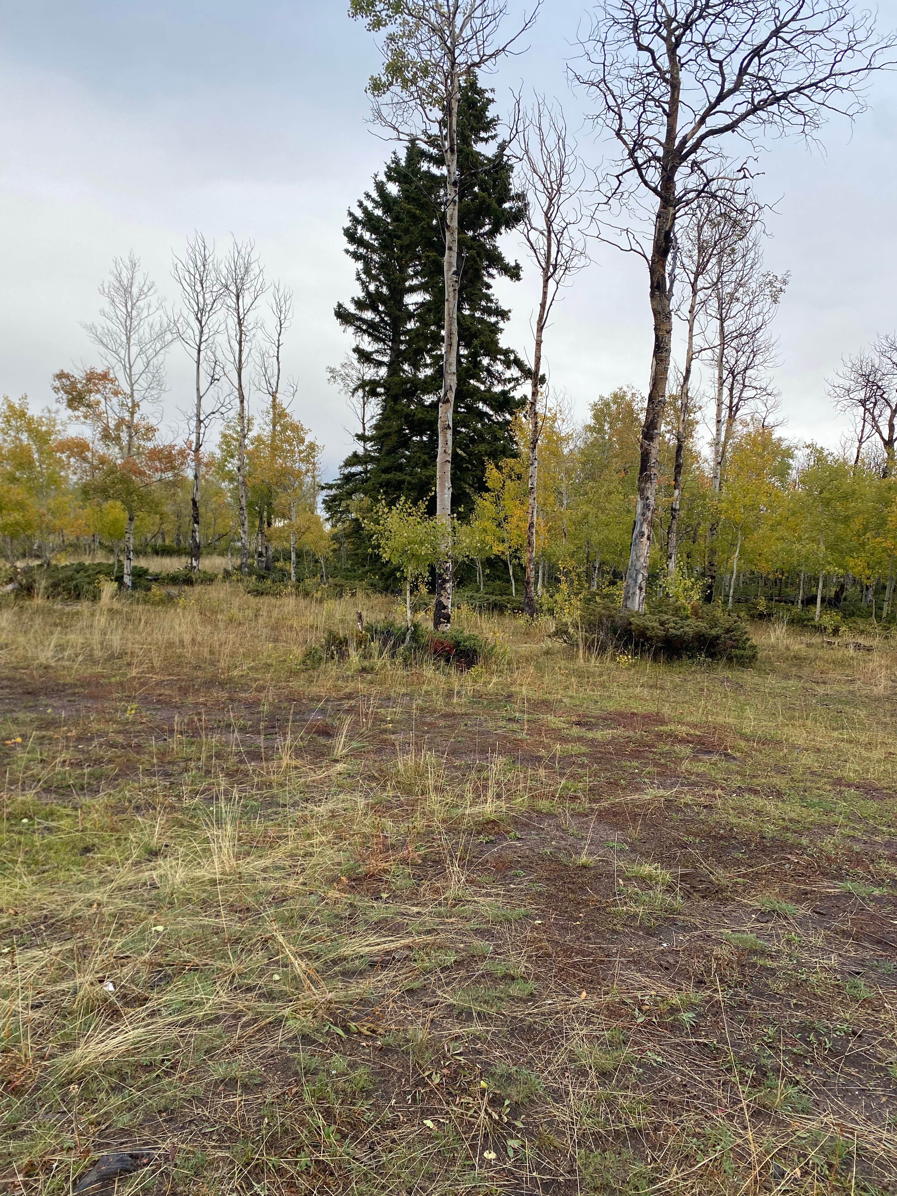 Forest Service Road 217 Dispersed