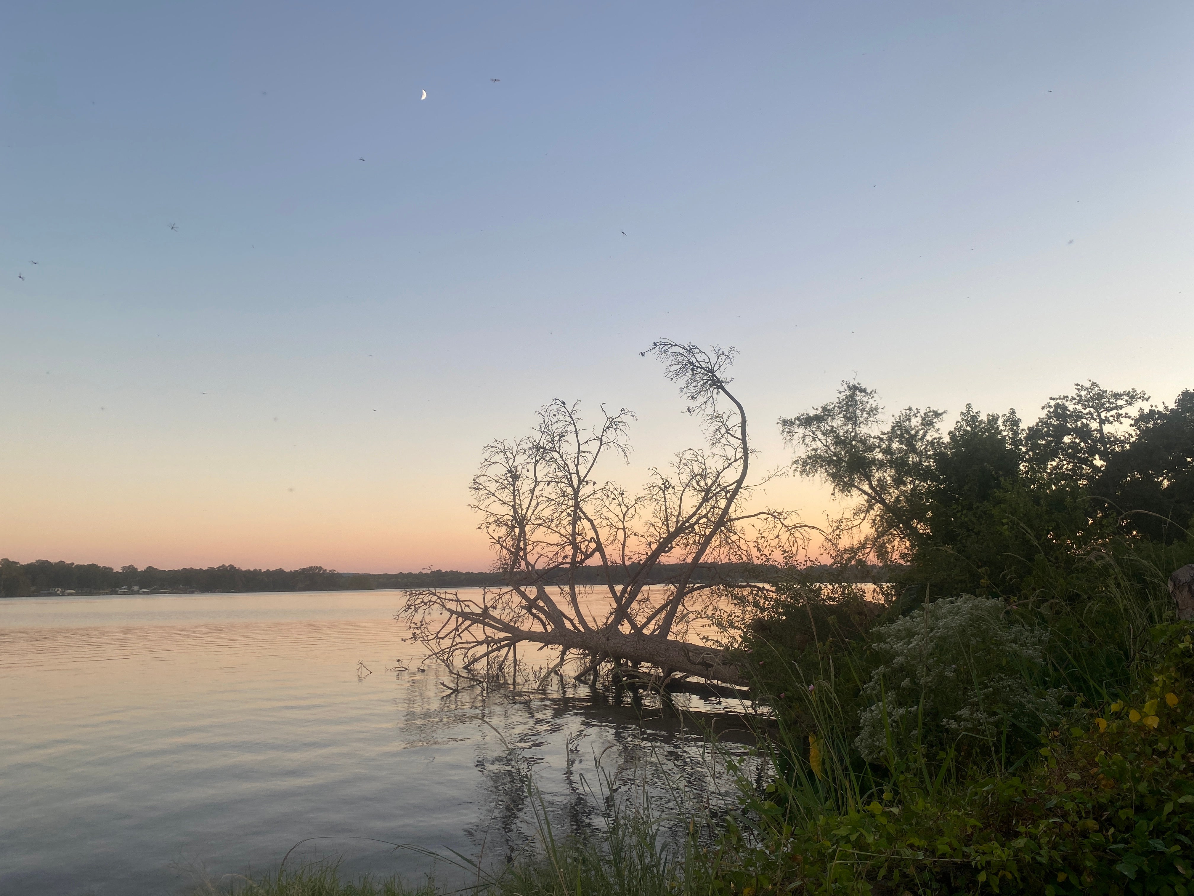 Camper submitted image from Decker Hill Park - Lake Murvaul - 1