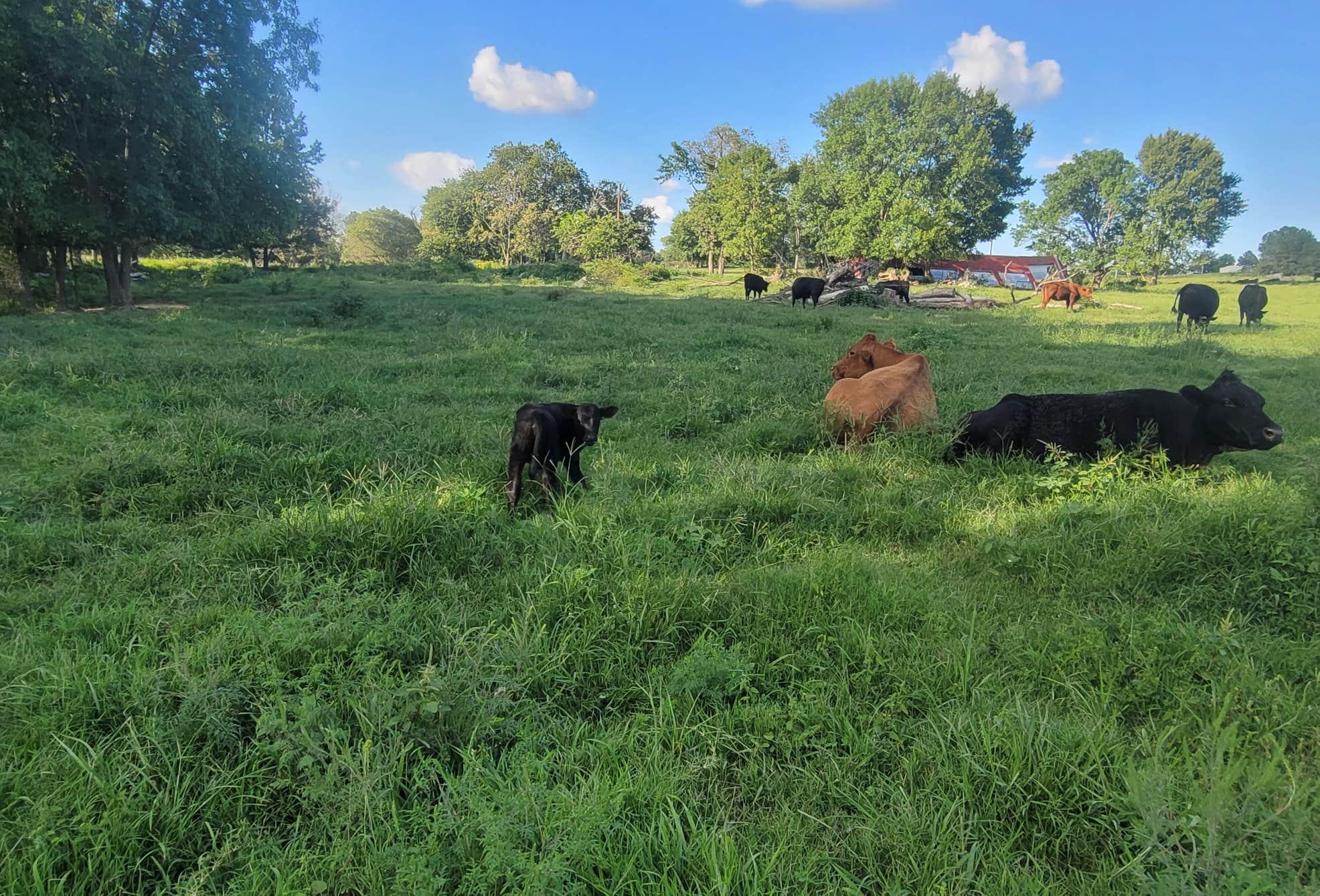 Arkansas Ranching Double E Ranch Farm Camp | Cave Springs, Arkansas