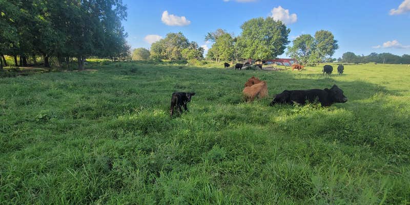 Camper submitted image from Double E Ranch Farm Camp