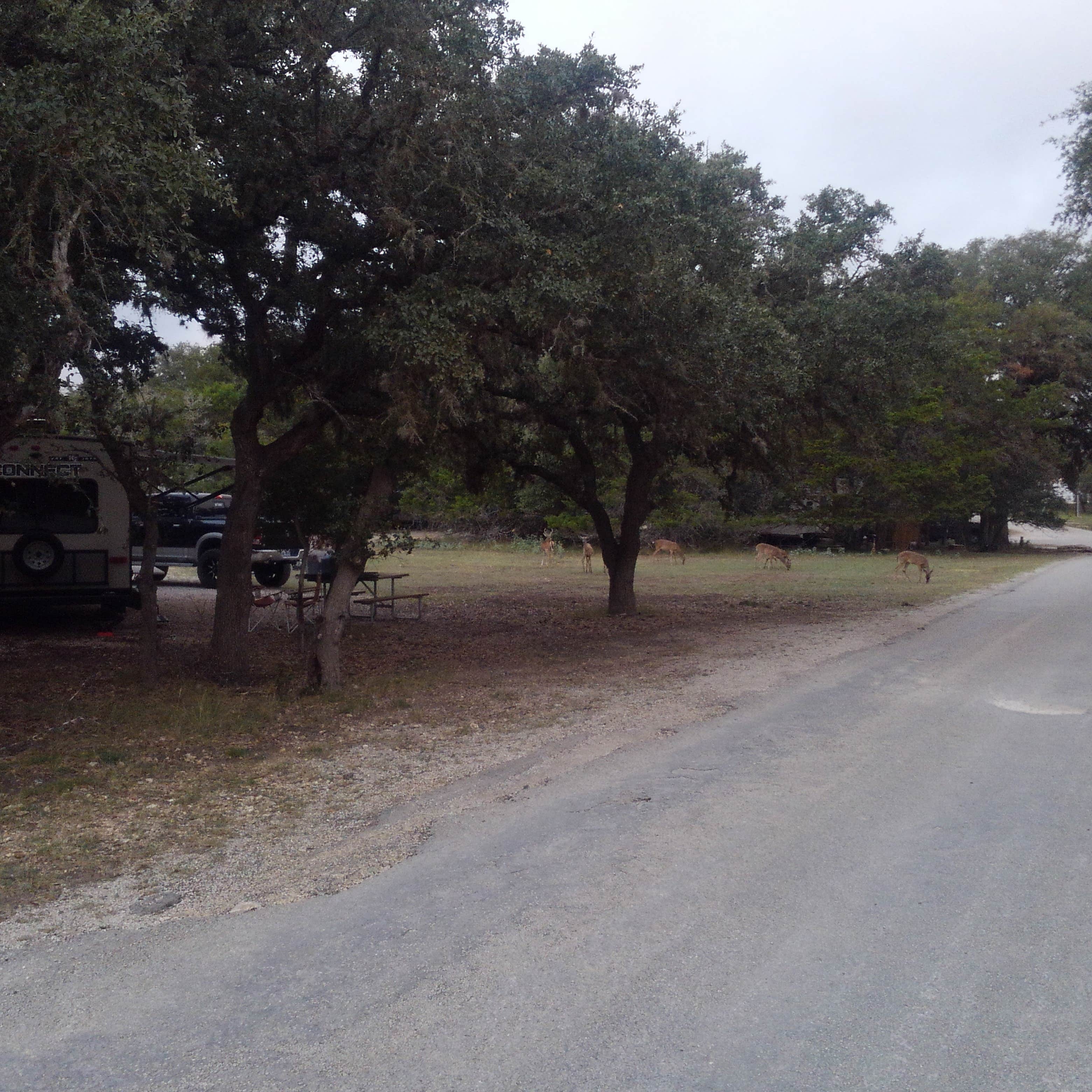 Camper submitted image from Thousand Trails Medina Lake - 4
