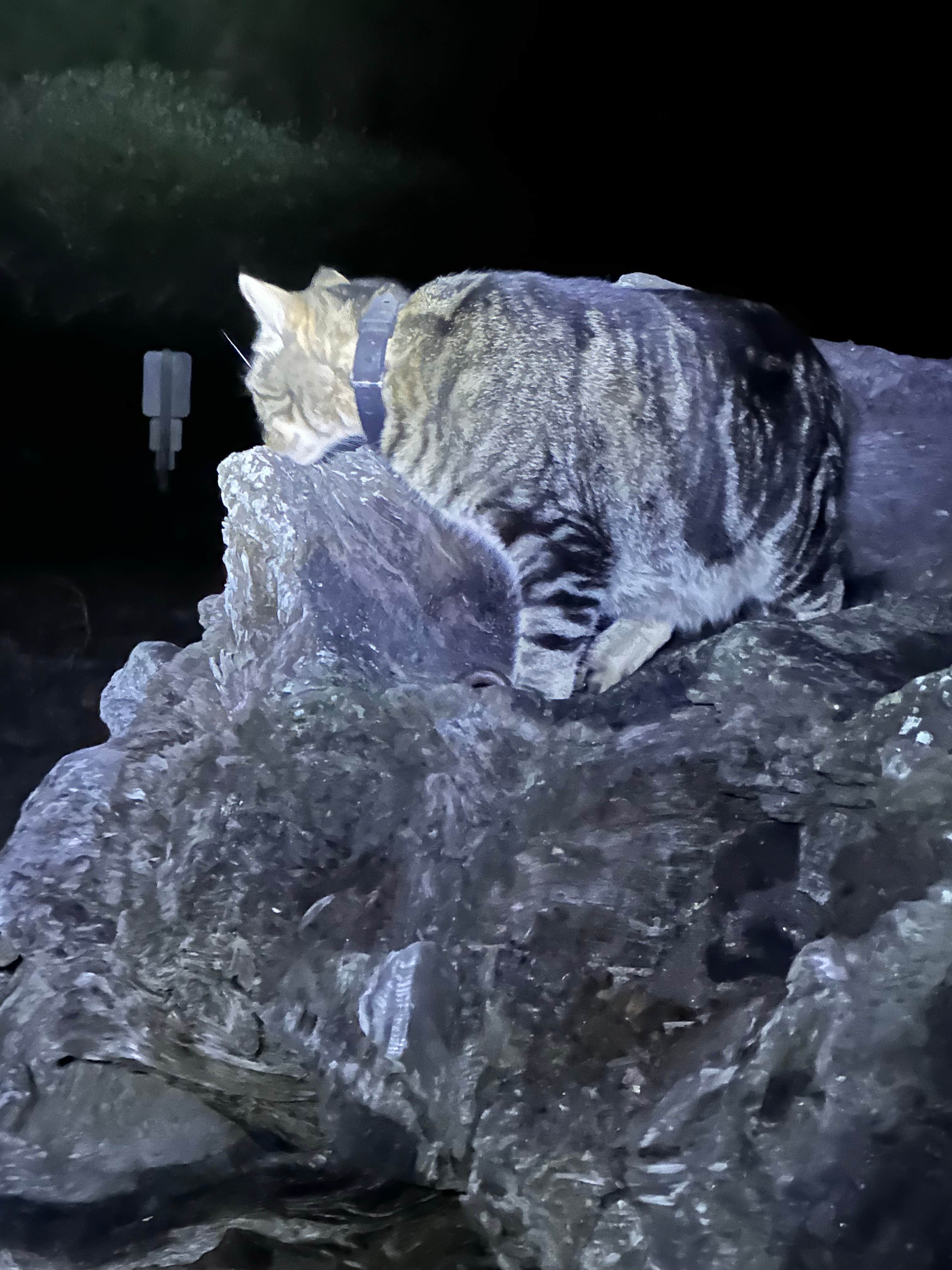 Rich O.'s photo of camping with pets at Navarro Beach - Navarro River Redwoods State Park near Mendocino, CA