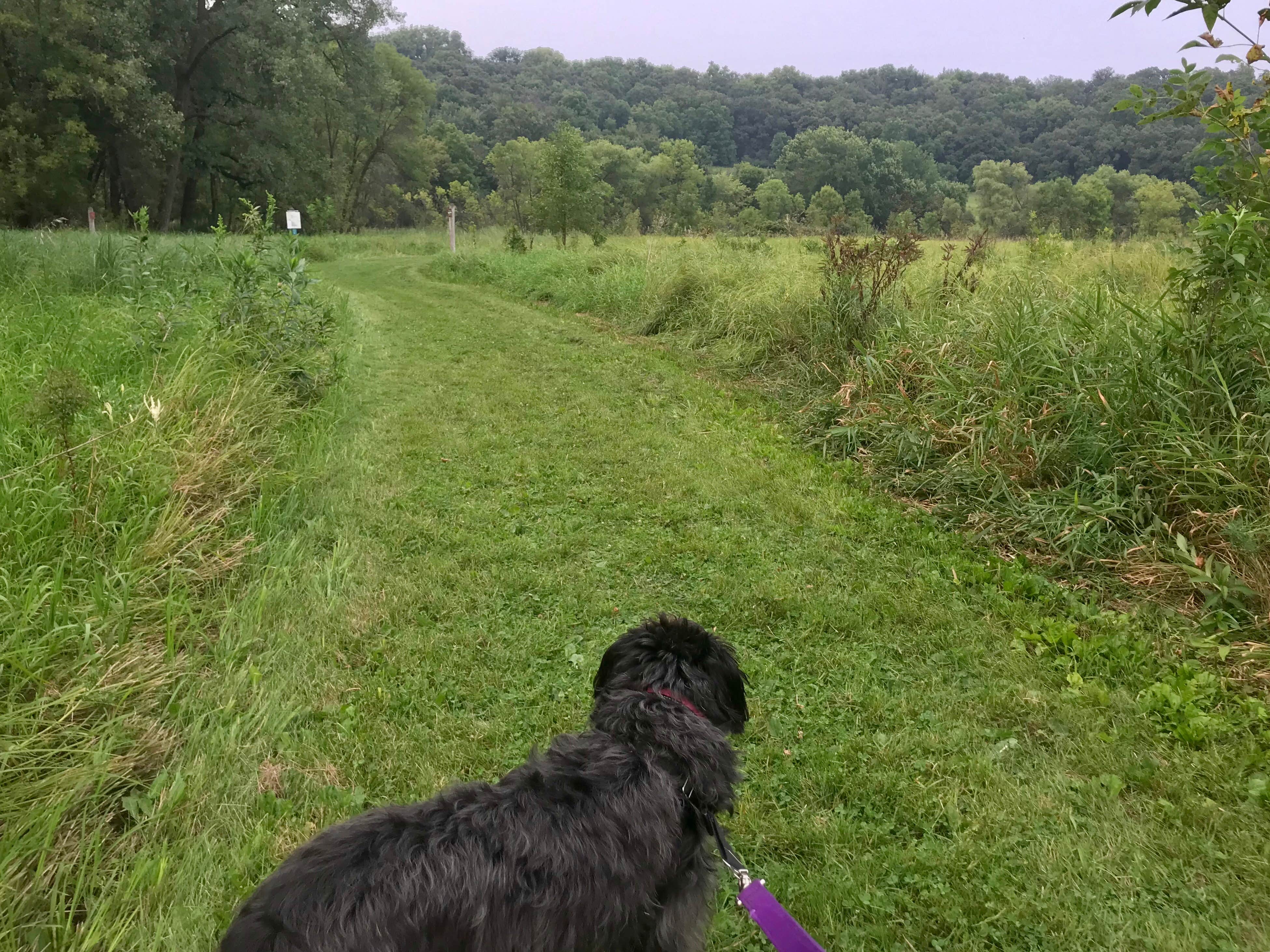Tikki B.'s photo of camping with pets at Flandrau State Park near Henderson, MN