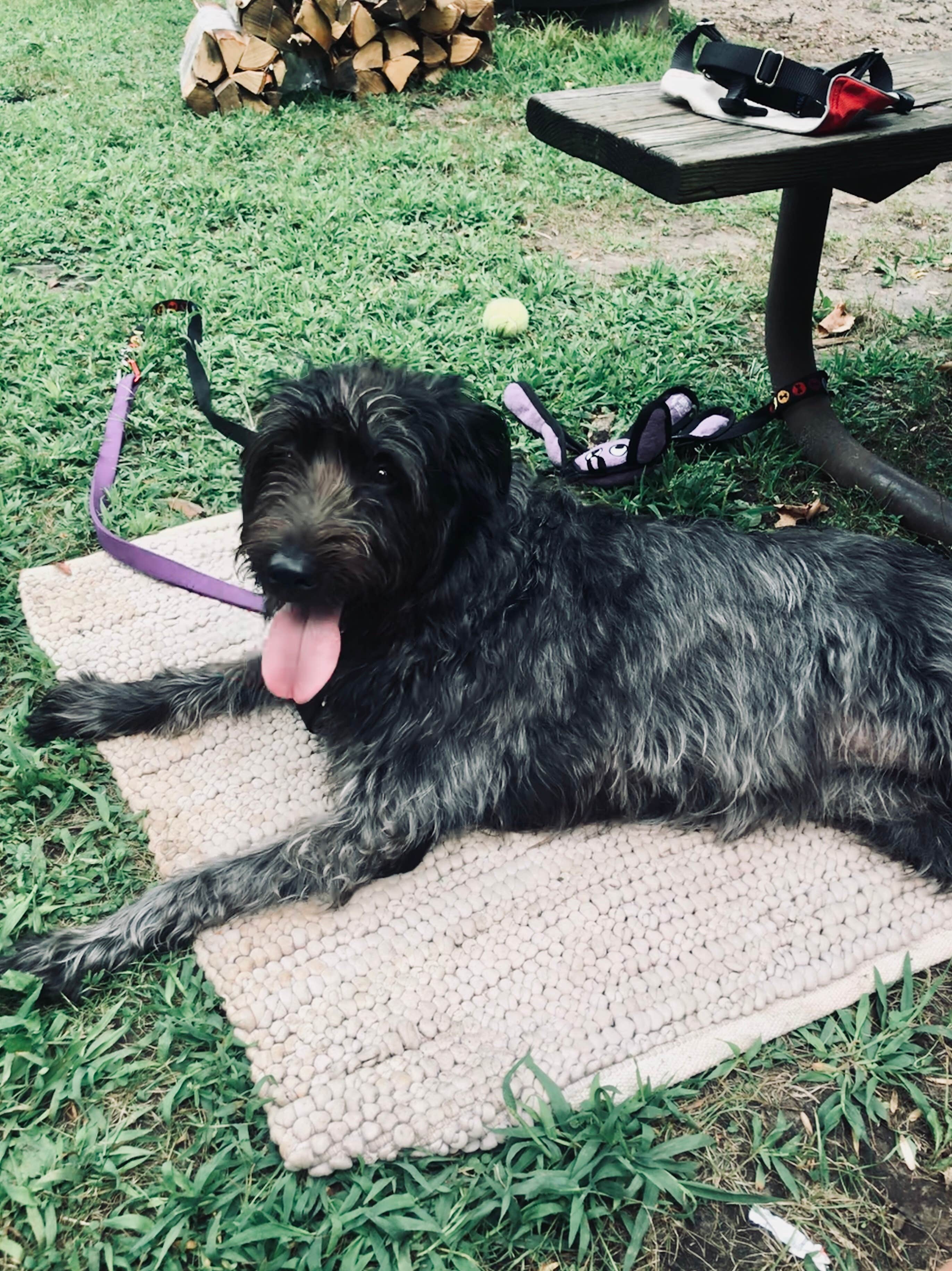 Tikki B.'s photo of camping with pets at Flandrau State Park Campground near Henderson, MN