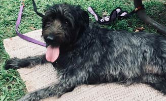 Tikki B.'s photo of camping with pets at Flandrau State Park Campground near Blue Earth, MN