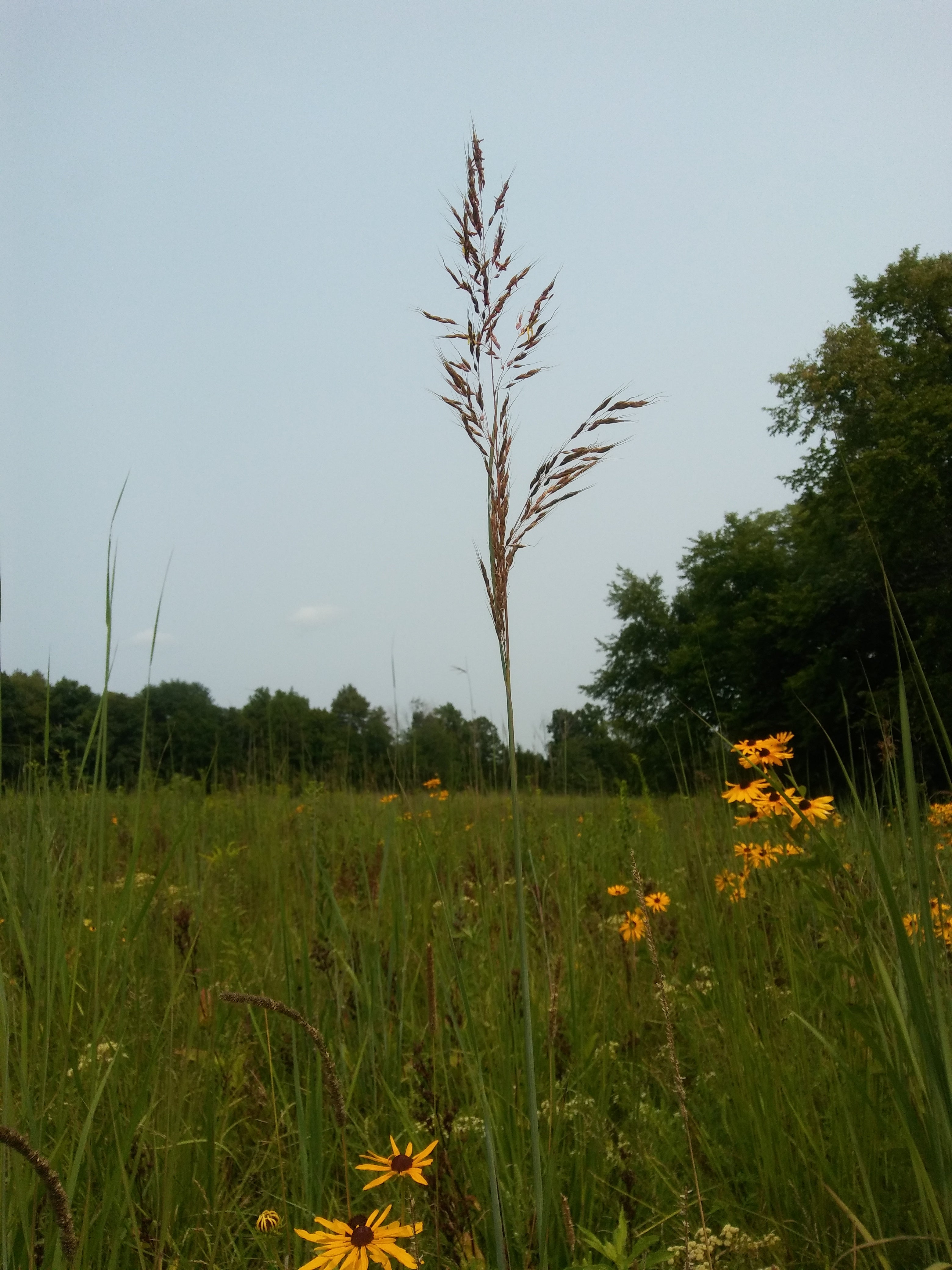 Tall grass on the prairie trail