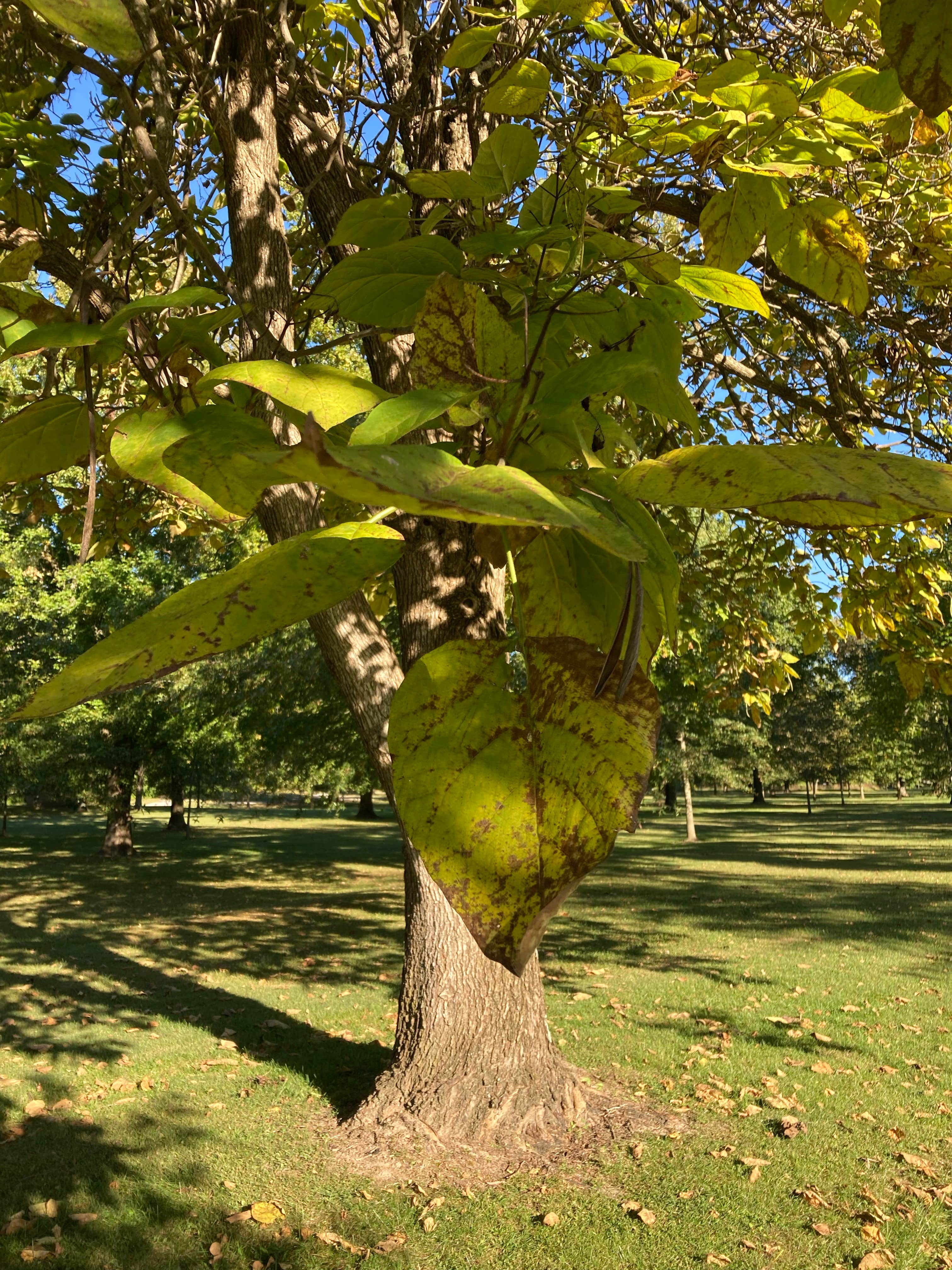 Camper-submitted photo at Beall Woods State Park Campground near Sumner, IL