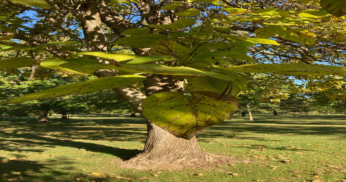Beall Woods State Park Campground - Main photo