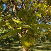 Review photo of Beall Woods State Park Campground by Frank H., October 3, 2022