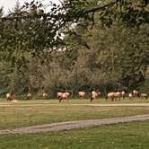 Review photo of Dosewallips State Park Campground by Amy & Stu B., October 3, 2022