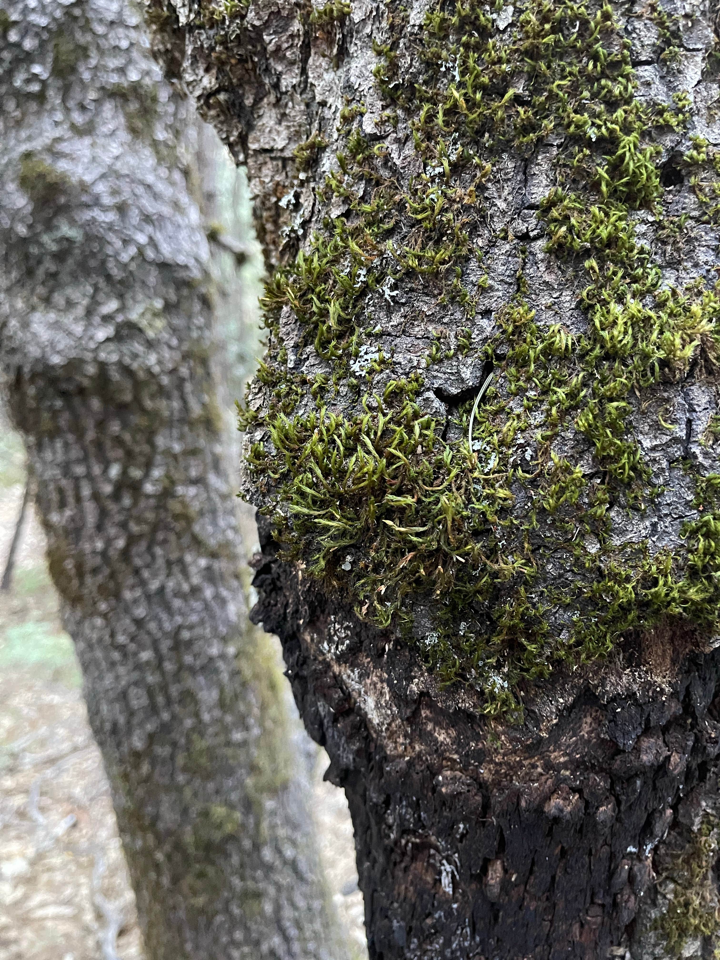 Camper-submitted photo at Loganville near Calpine, CA