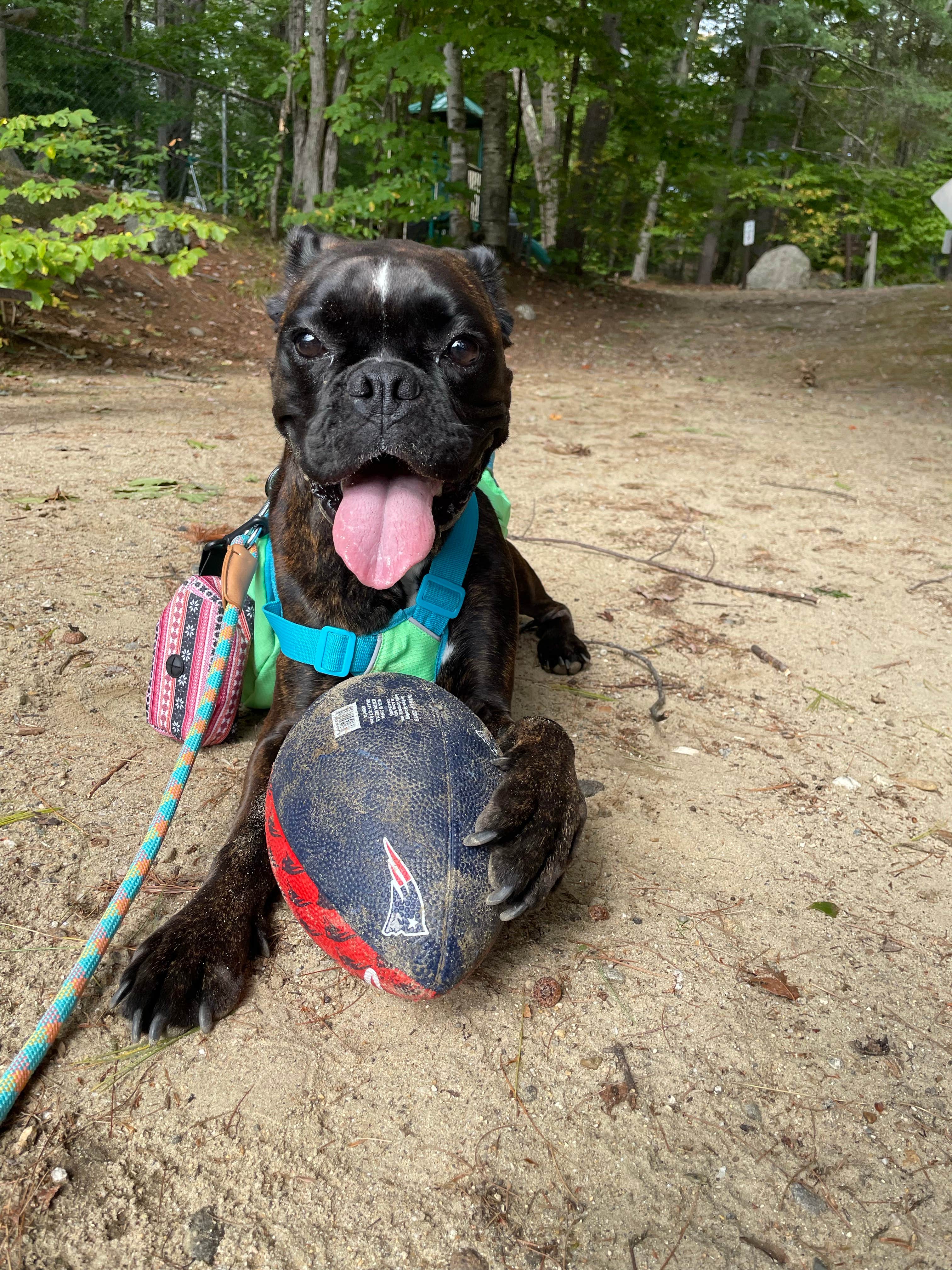 Austin M.'s photo of camping with pets at Clearwater Campground near Gilford, NH
