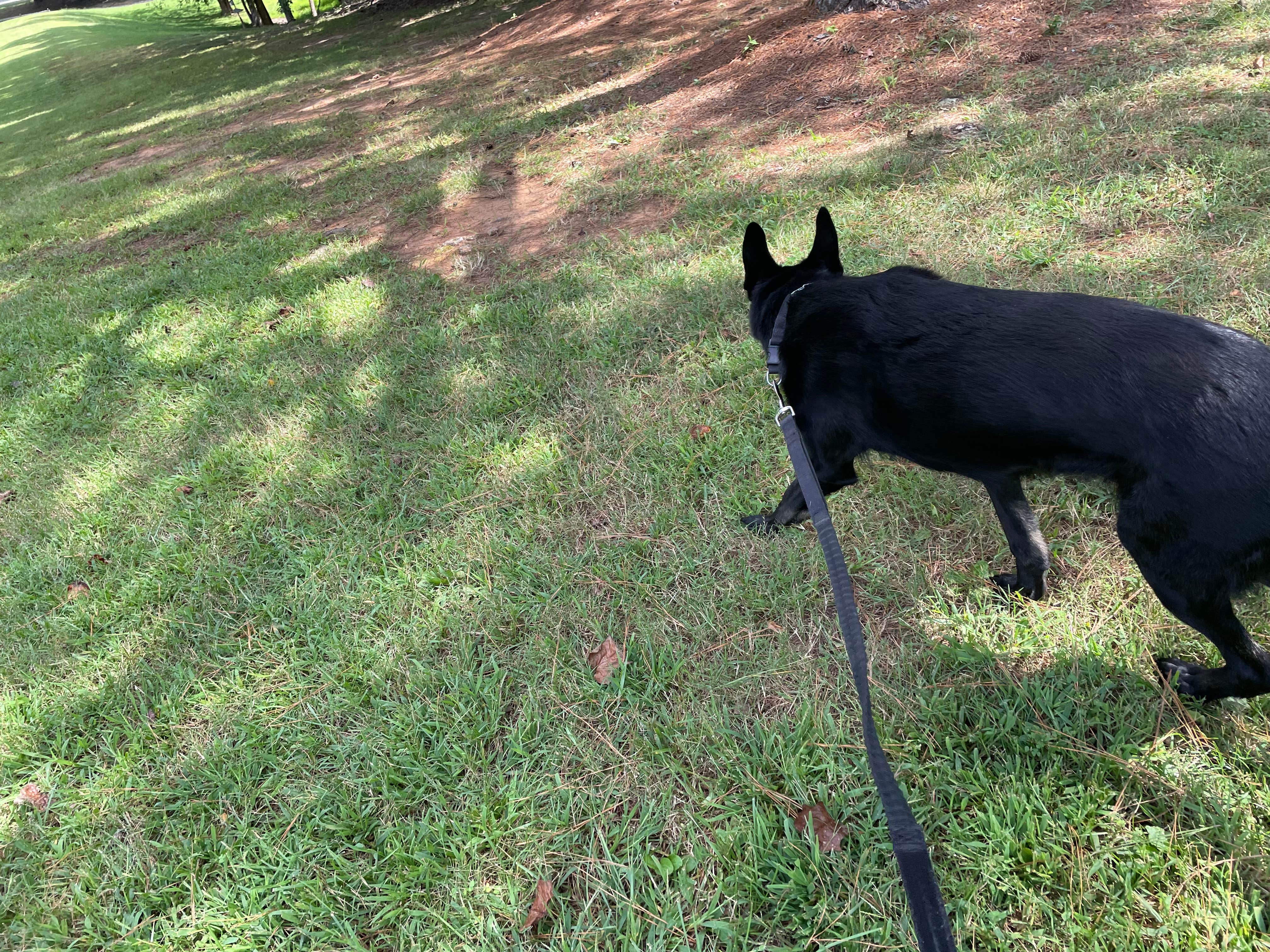 keith F.'s photo of camping with pets at Hagan-Stone Park near B. Everett Jordan Lake
