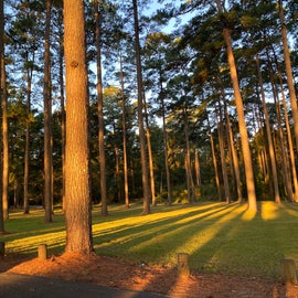 Park in the Pines