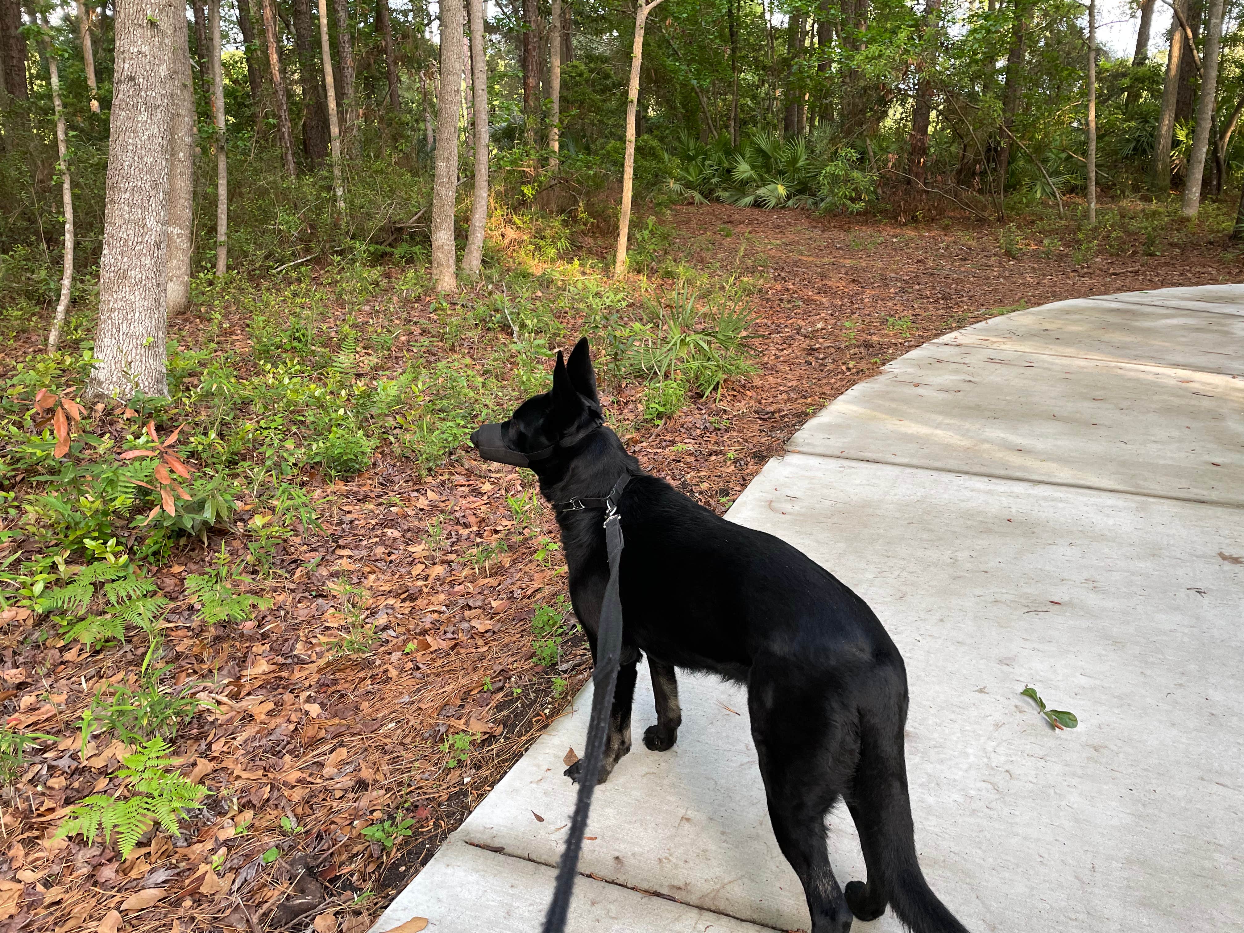 keith F.'s photo of camping with pets at Hilton Head National RV Resort near Hardeeville, SC