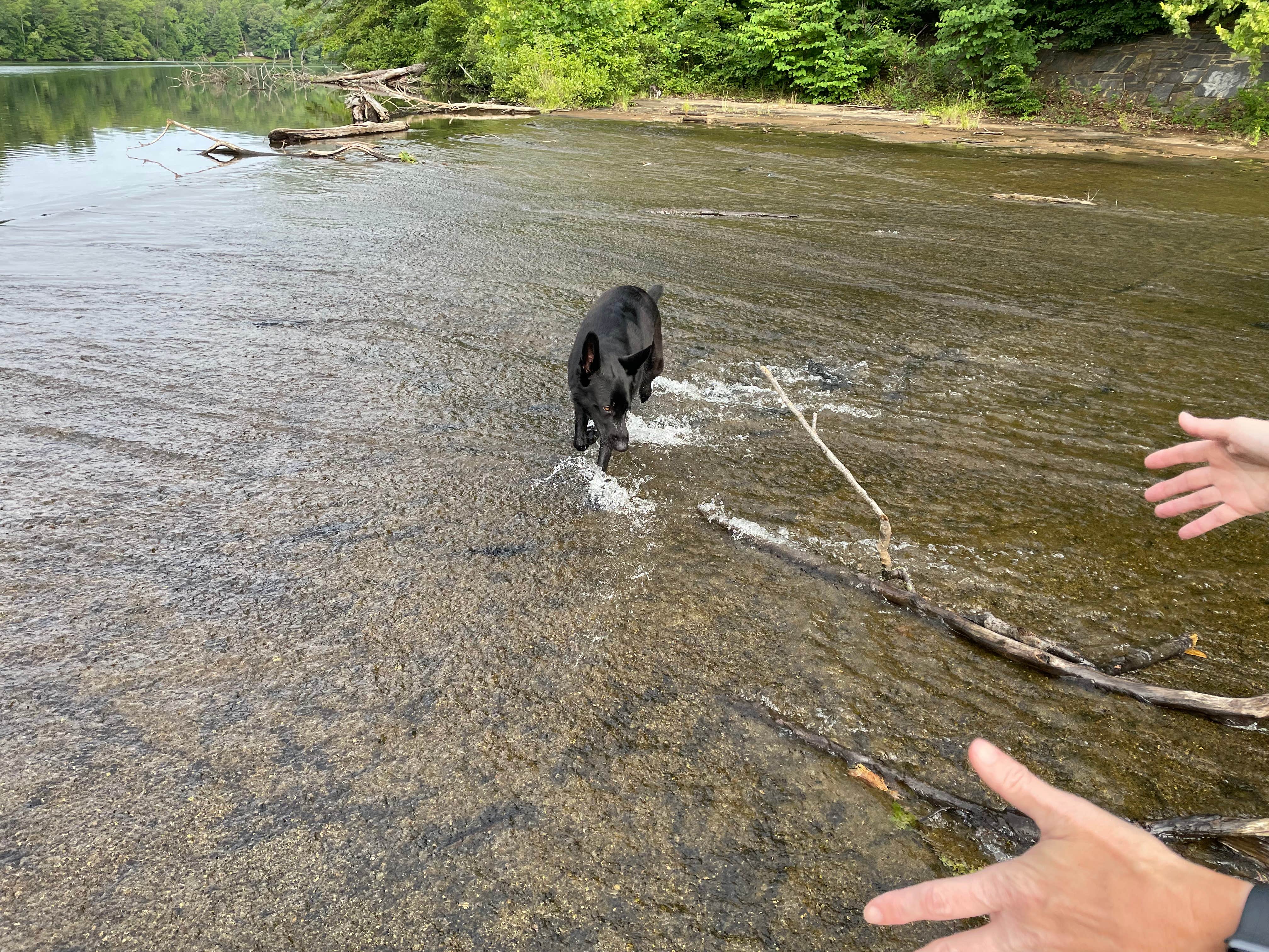 keith F.'s photo of camping with pets at Fairy Stone State Park Campground near Bent Mountain, VA