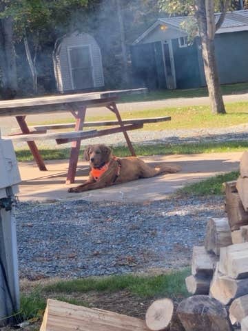 Lori N.'s photo of camping with pets at Rivers Bend Campground near Iron Mountain, MI