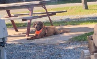 Lori N.'s photo of camping with pets at Rivers Bend Campground near Crystal Falls, MI