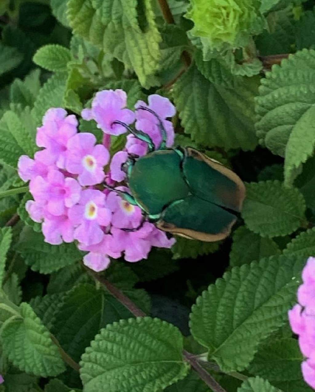 Camper-submitted photo at Desert Oasis Campground near Hereford, AZ