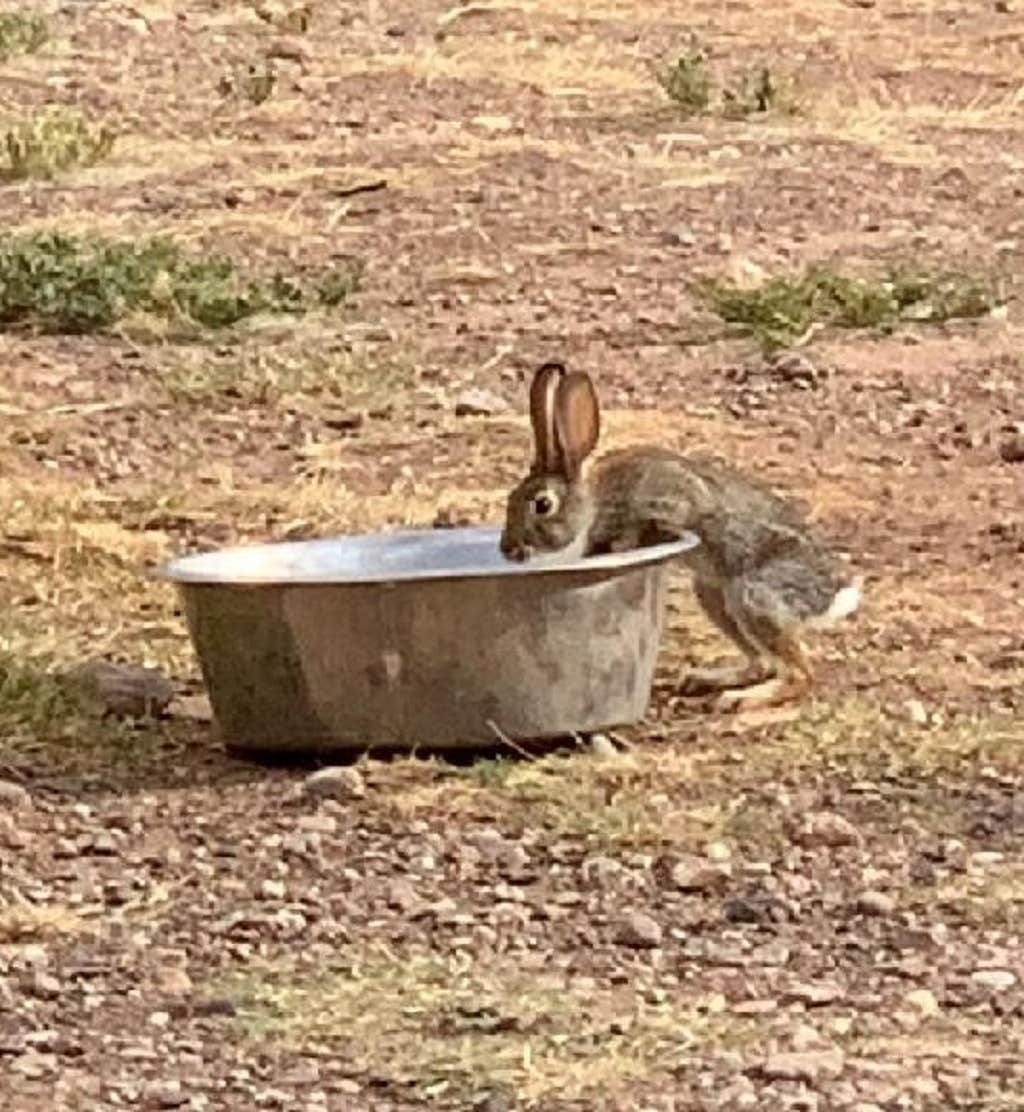 Camper-submitted photo at Desert Oasis Campground near Hereford, AZ