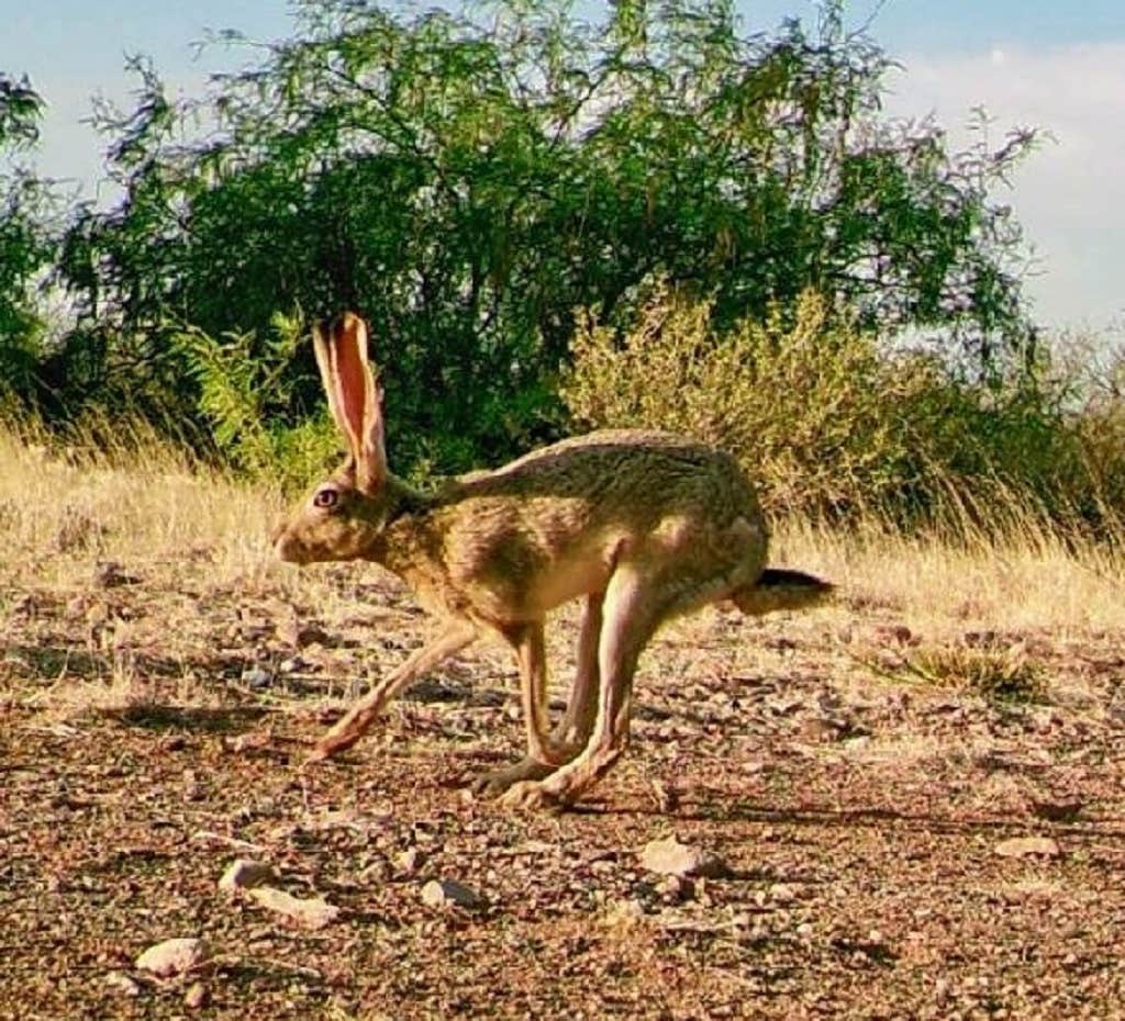 Desert Oasis Campground