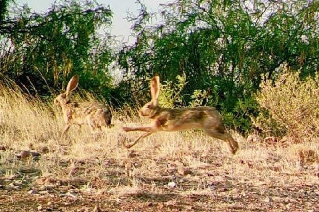 Desert Oasis Campground