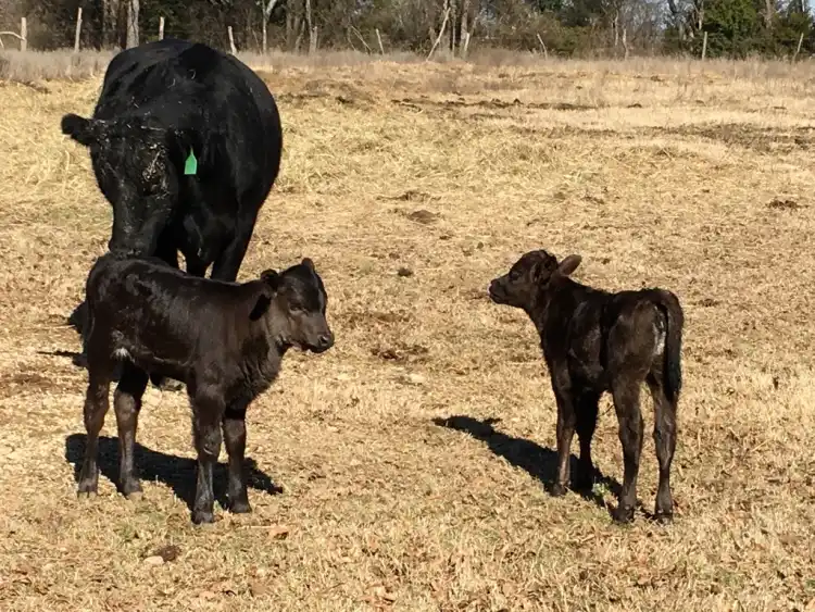 Camper-submitted photo at Rockin Bar B Ranch near Rowlett, TX