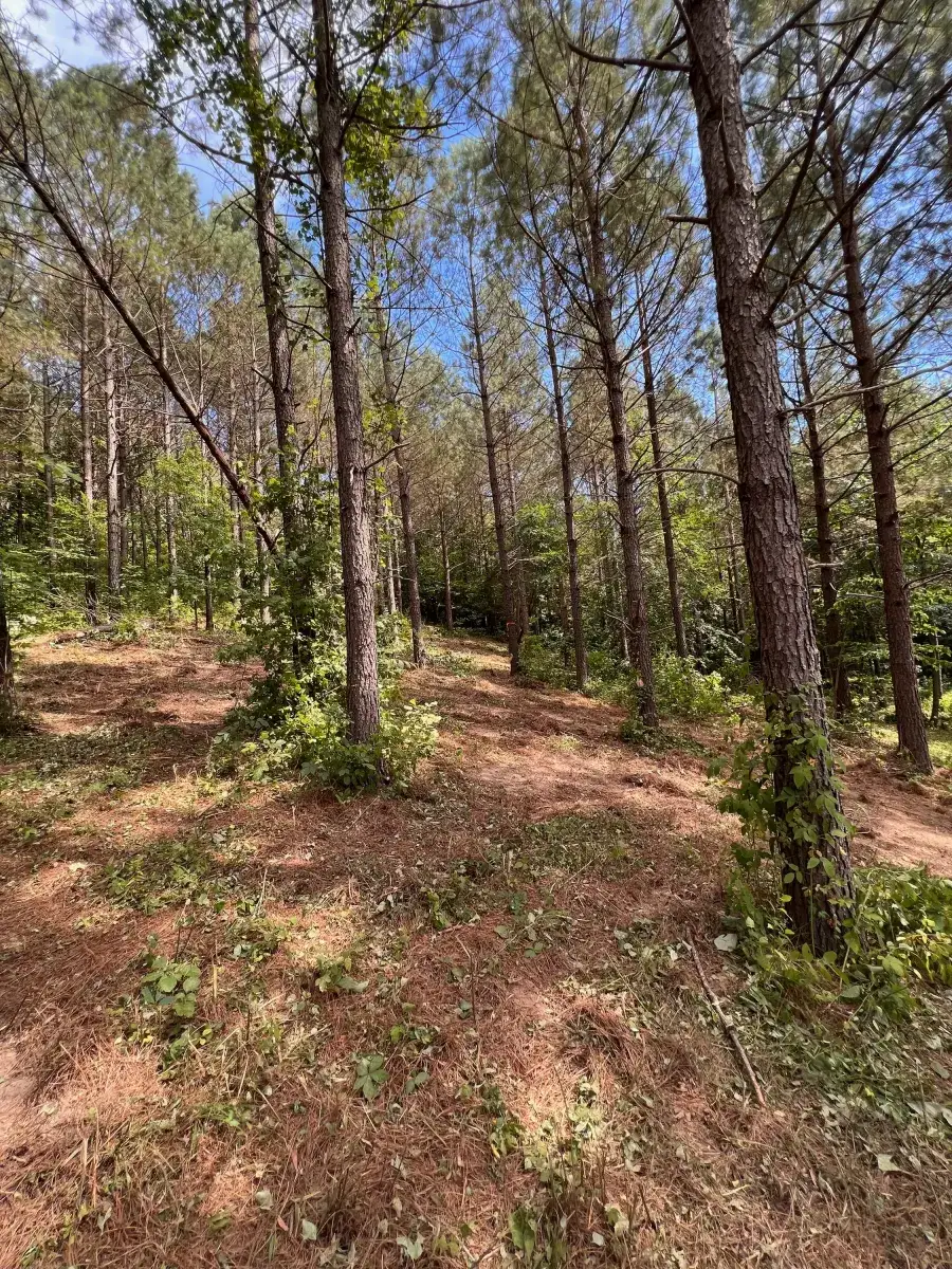 Camping near Spring Creek Primitive Campground — Mousetail Landing State Park: Emerald Bay Stays, Parsons, Tennessee