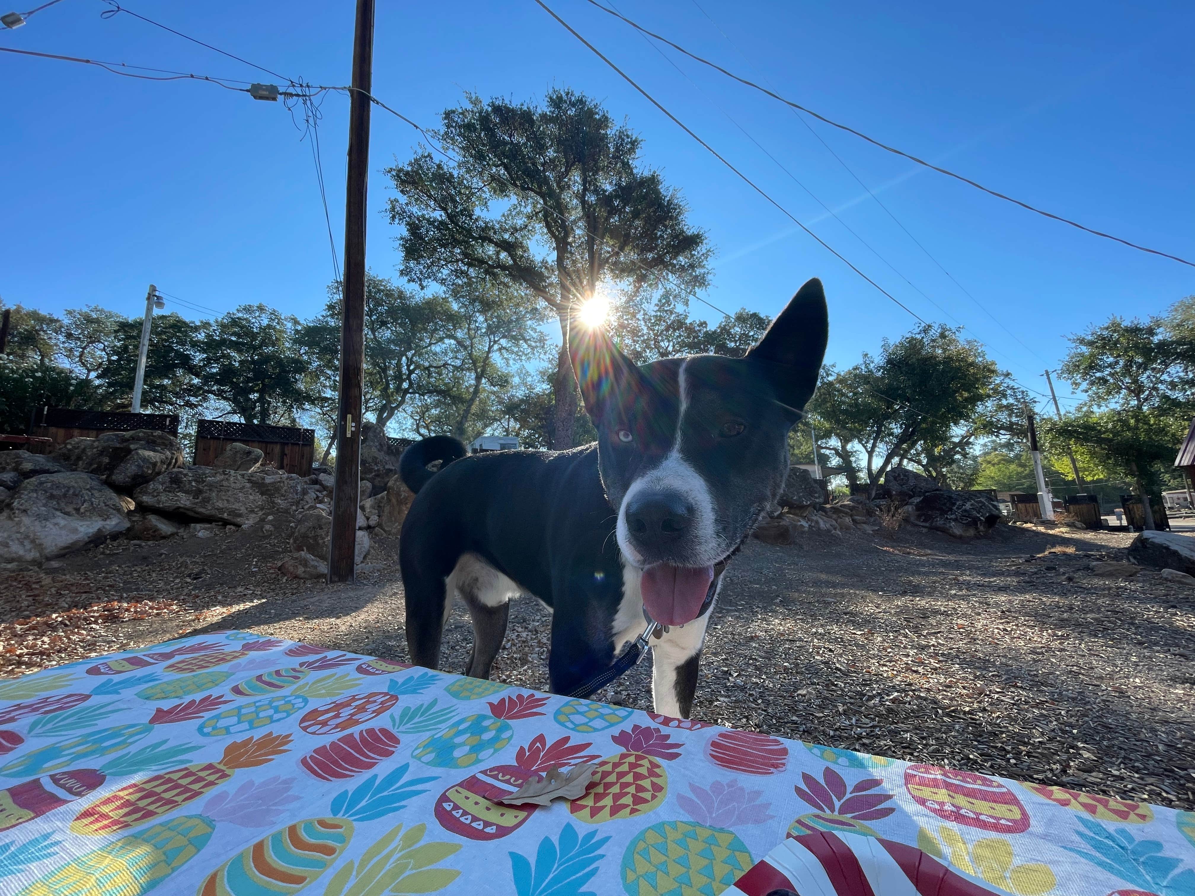 Angela L.'s photo of camping with pets at Clear Lake Campground near Calistoga, CA