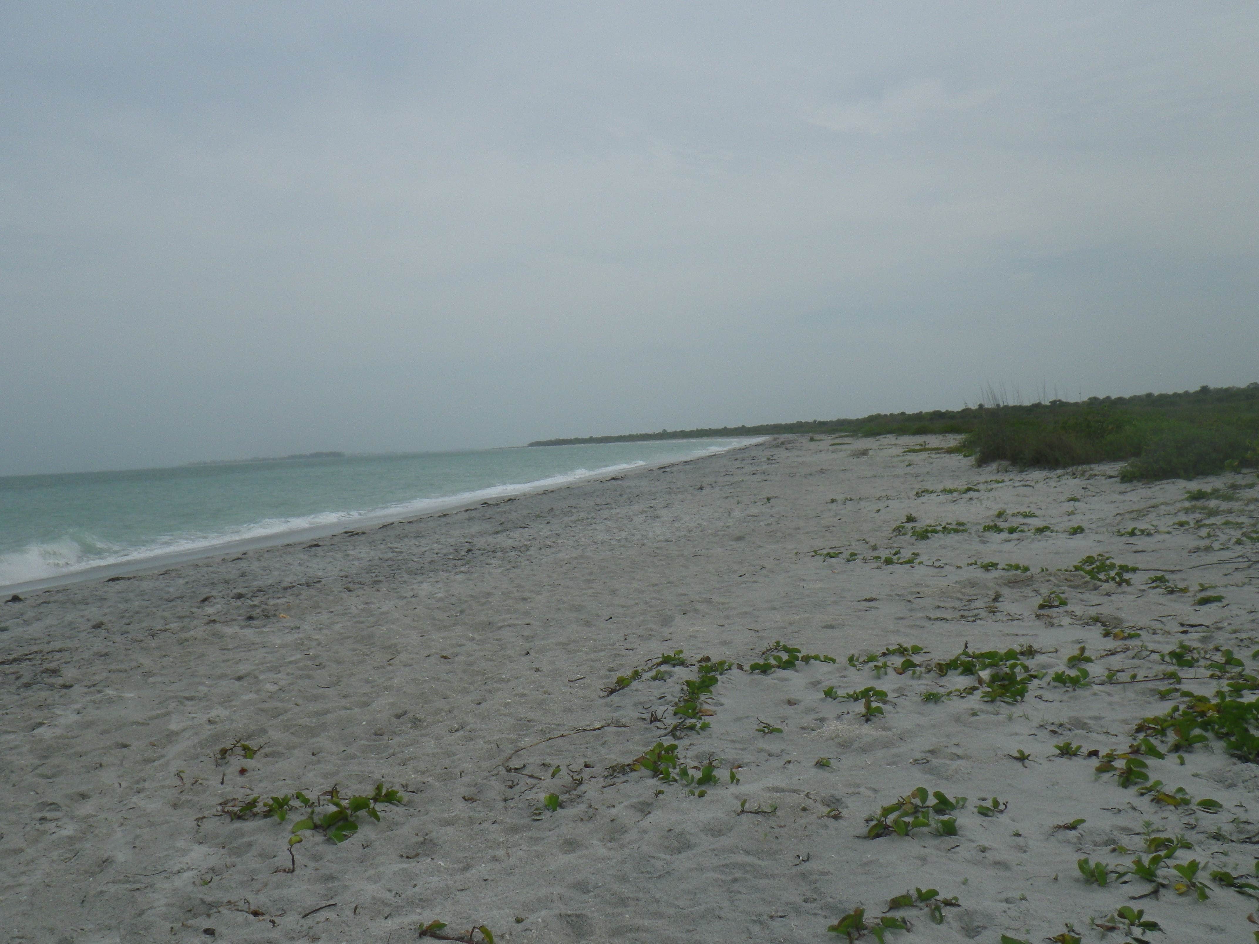 Camper submitted image from Cayo Costa State Park Campground - 3